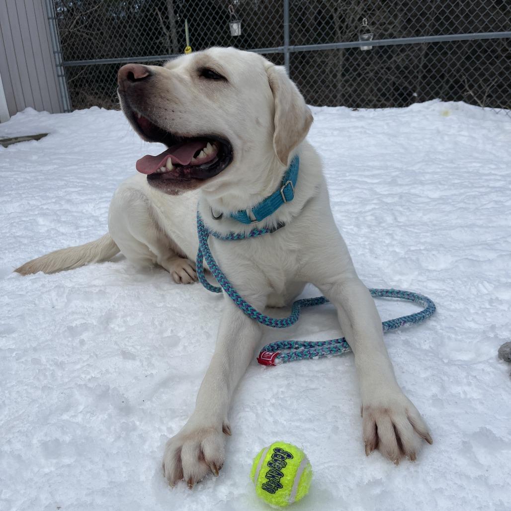 Silas, Adoptable, Adult Male Labrador Retriever.