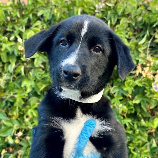 Enlarge Celosia, a Adoptable mixed breed in Walnut Creek, CA image 1/1