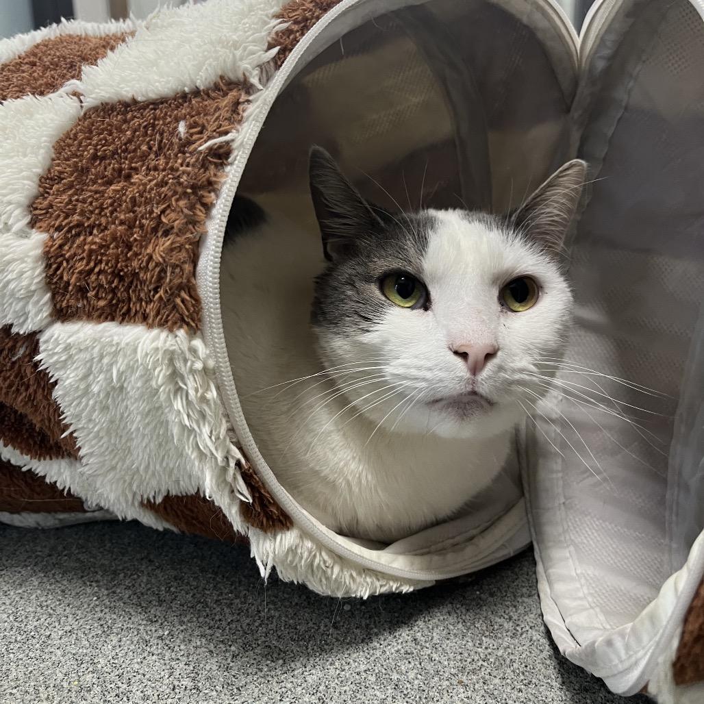 Tango, Adoptable, Senior Male Domestic Short Hair.