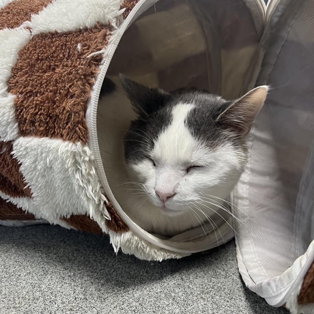 Enlarge Tango, a Adoptable Domestic Short Hair in Gainesville, FL image 2/2