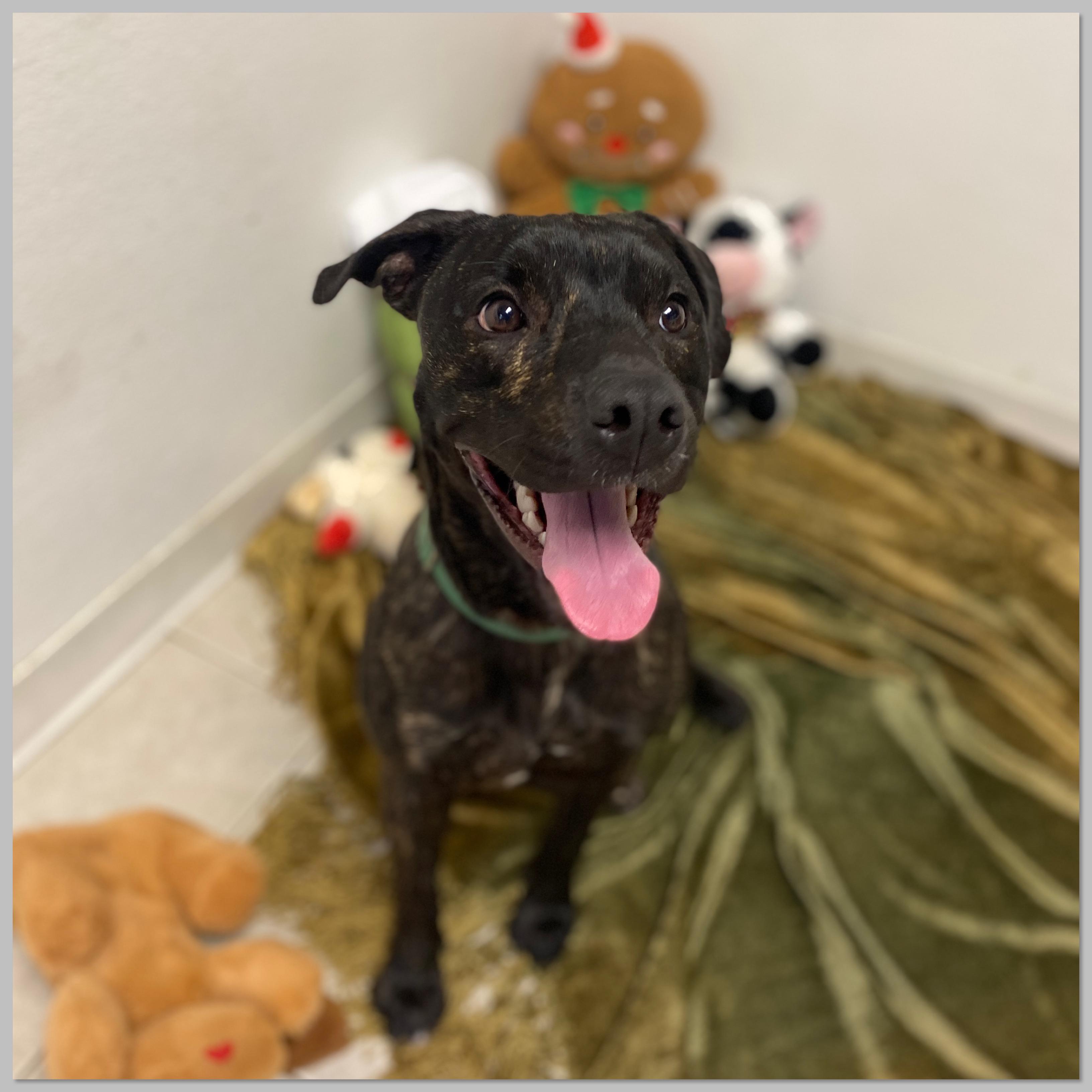 Enlarge Dobby GCI Trained Graduate!!, an adopted Mixed Breed in Elyria, OH image 5/5