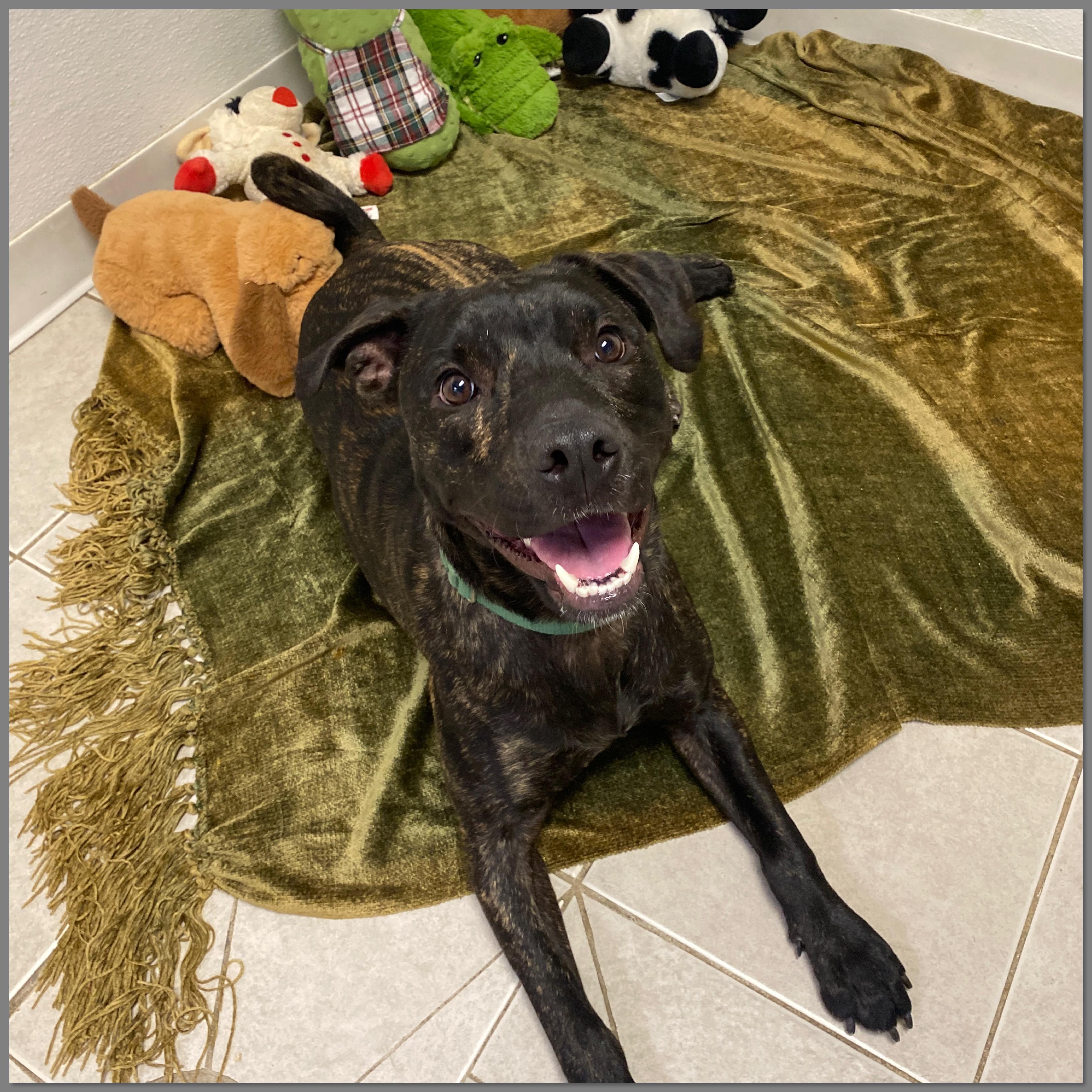 Enlarge Dobby GCI Trained Graduate!!, an adopted Mixed Breed in Elyria, OH image 1/5