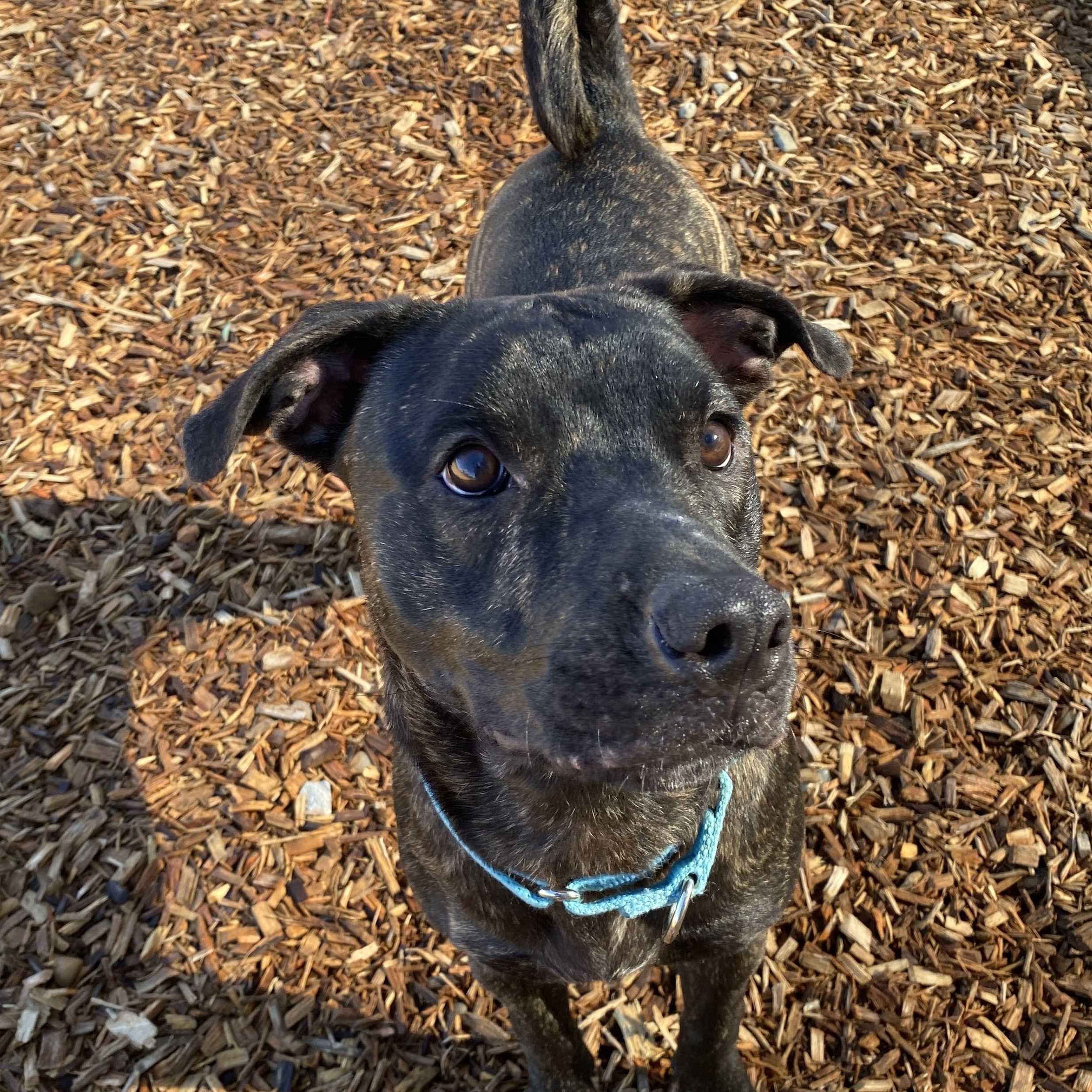 Enlarge Dobby GCI Trained Graduate!!, an adopted Mixed Breed in Elyria, OH image 3/5