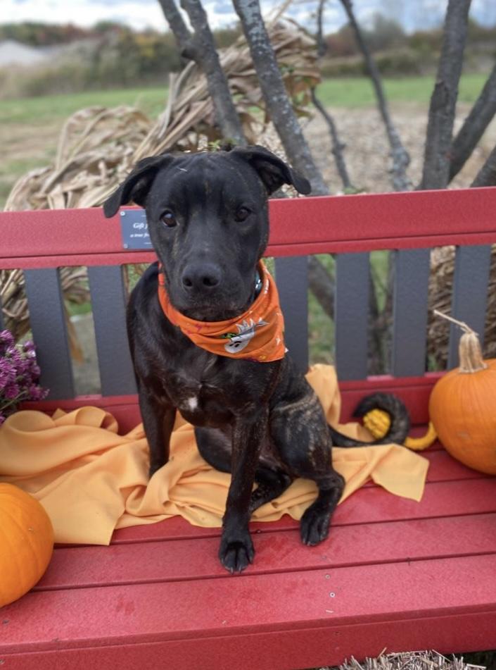 Enlarge Dobby GCI Trained Graduate!!, an adopted Mixed Breed in Elyria, OH image 4/5