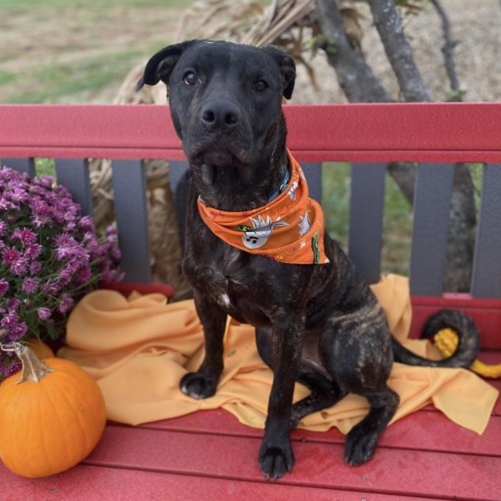 Enlarge Dobby GCI Trained Graduate!!, an adopted Mixed Breed in Elyria, OH image 2/5