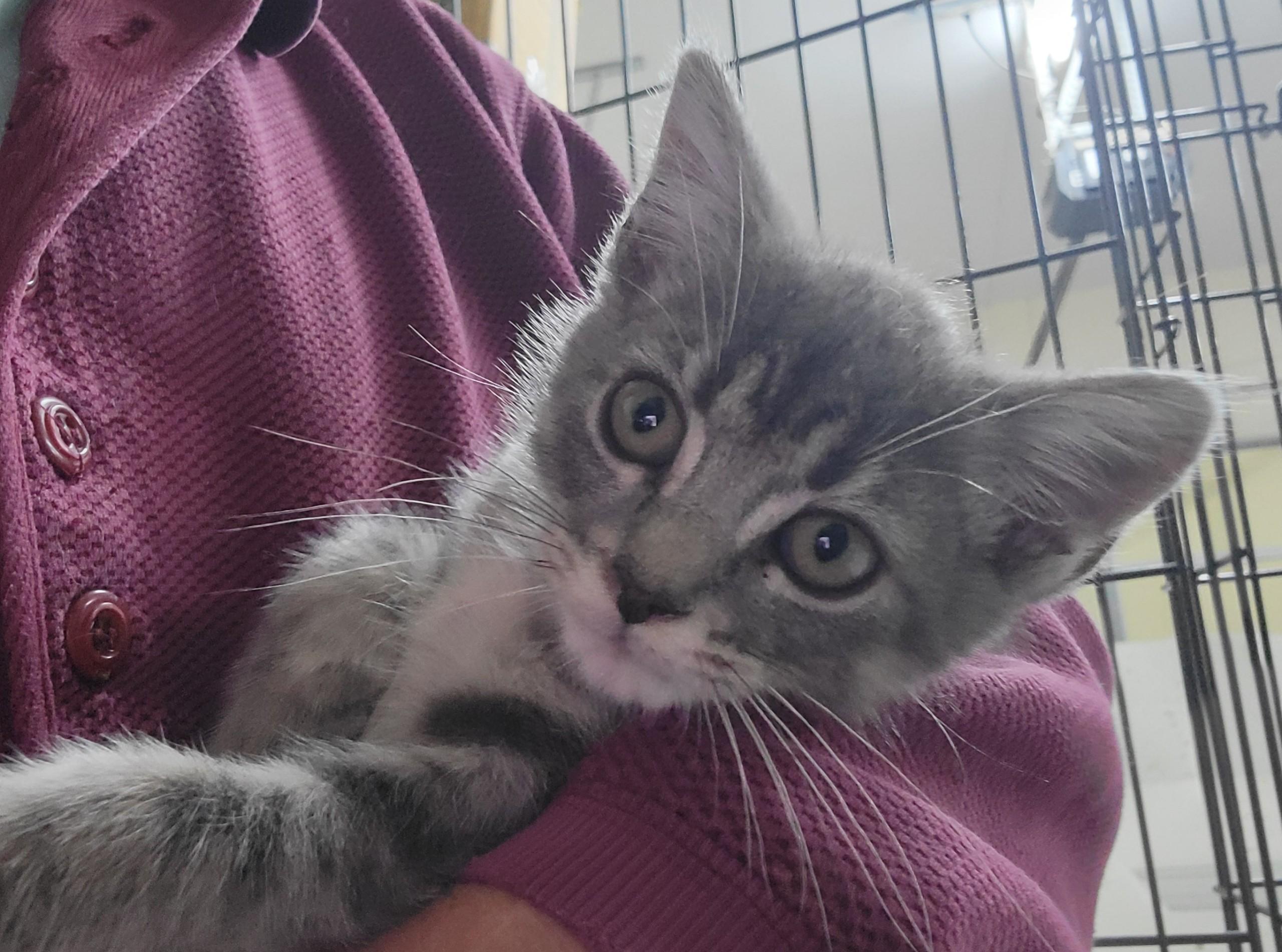 Celeste, a ADOPTABLE Domestic Short Hair in Knoxville, TN image 2/2
