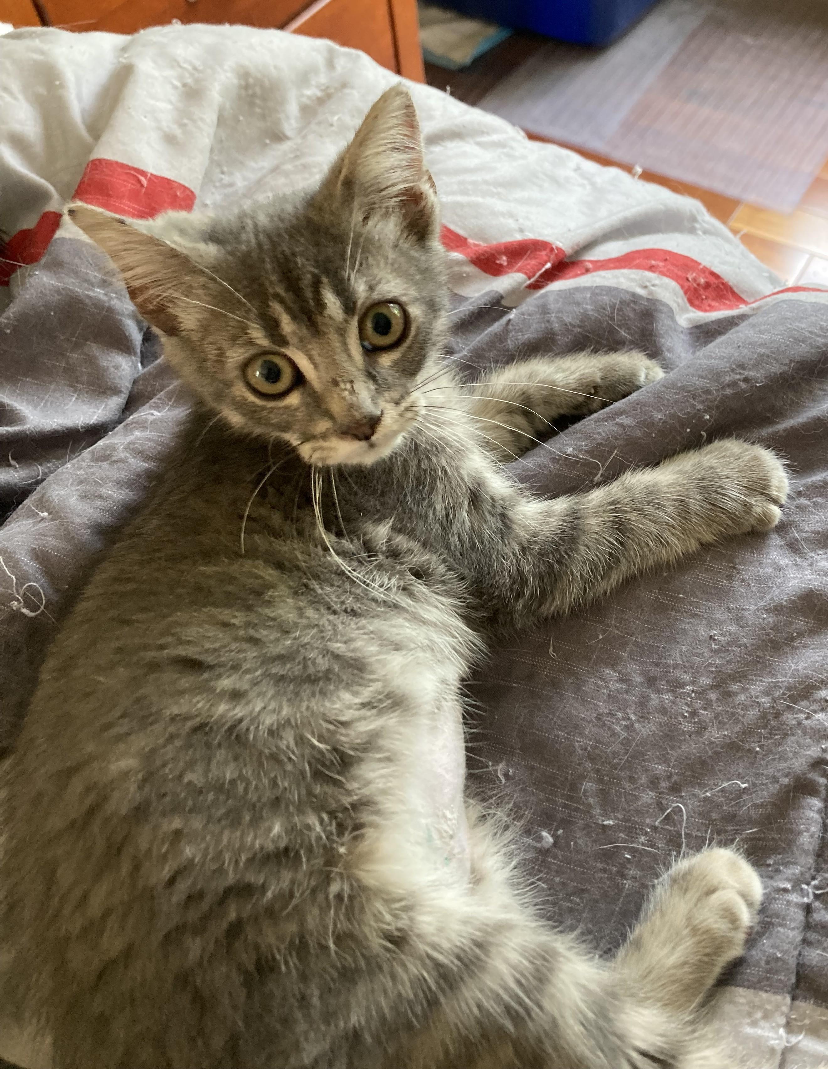 Celeste, ADOPTABLE, Kitten Female Domestic Short Hair.