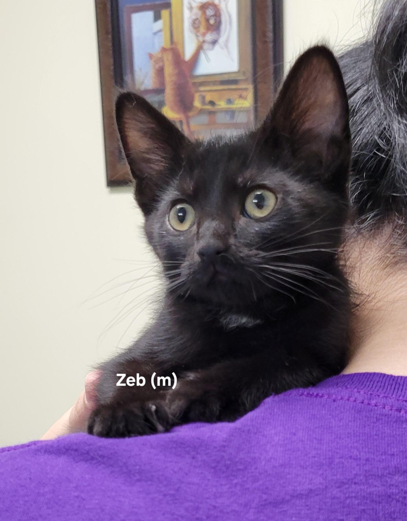 Zeb, Adoptable, Kitten Male Domestic Short Hair.