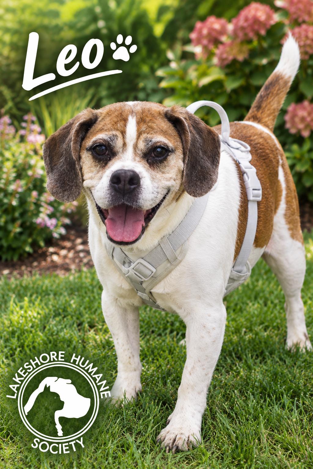 Leo, Adoptable, Senior Male Beagle & Bulldog.