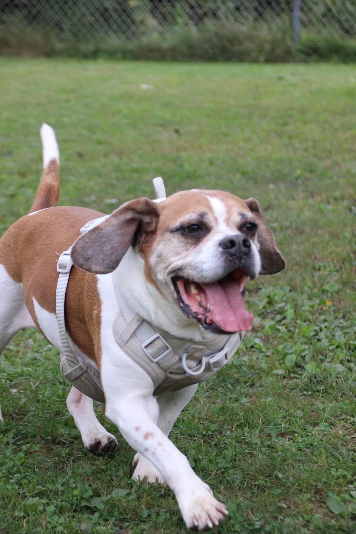 Enlarge Leo, a Adoptable mixed breed in Dunkirk, NY image 2/2