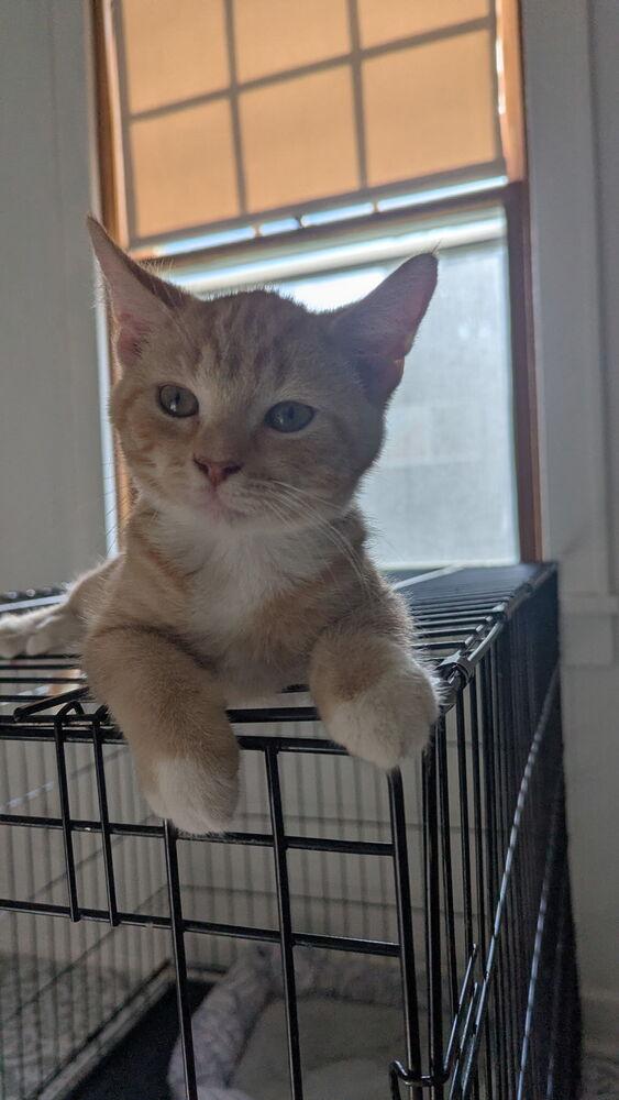 Enlarge Jason, a Adoptable mixed breed in Bellevue, NE image 1/1