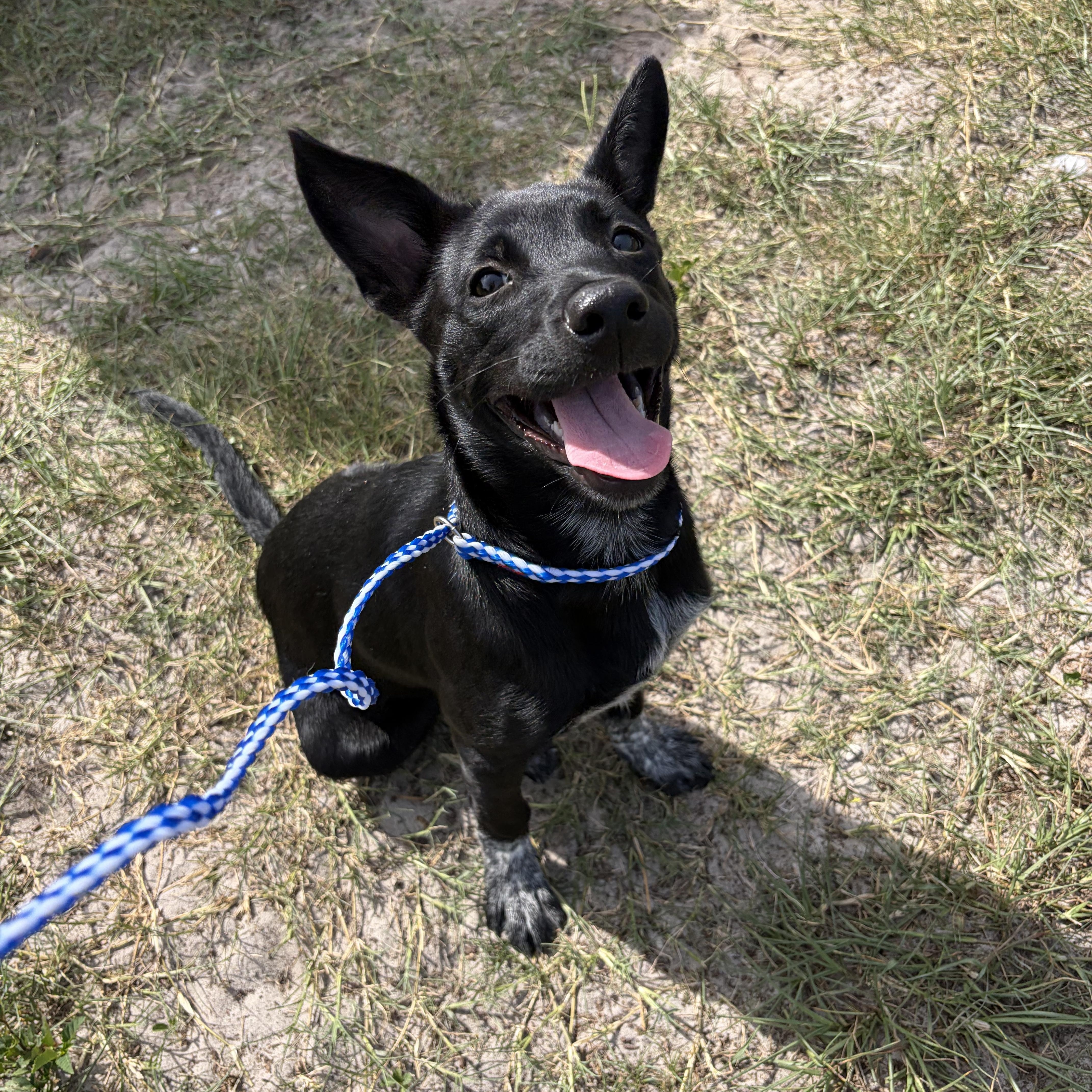 Pip, a ADOPTABLE Australian Cattle Dog / Blue Heeler in Arcadia, FL image 2/4