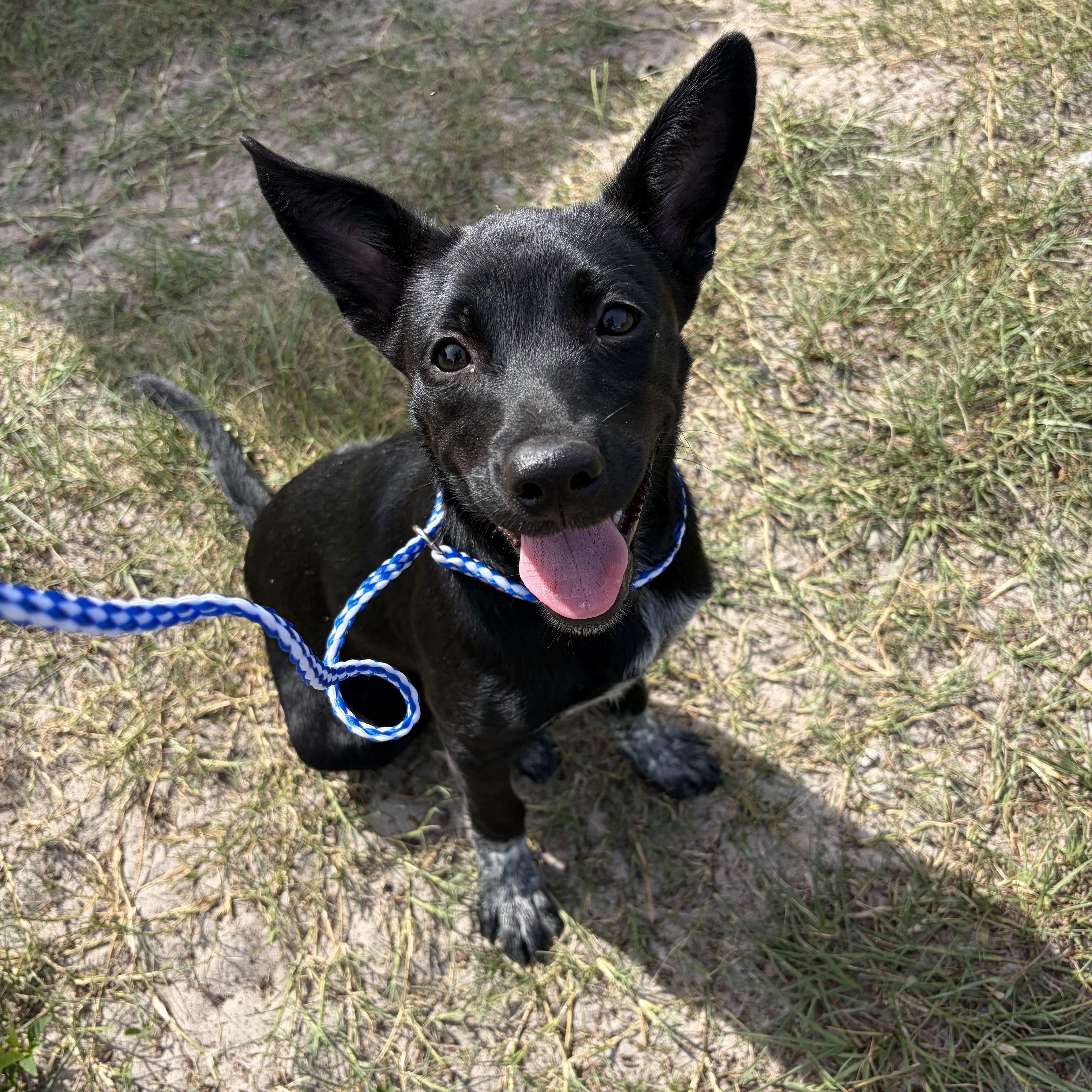 Pip, a ADOPTABLE Australian Cattle Dog / Blue Heeler in Arcadia, FL image 3/4