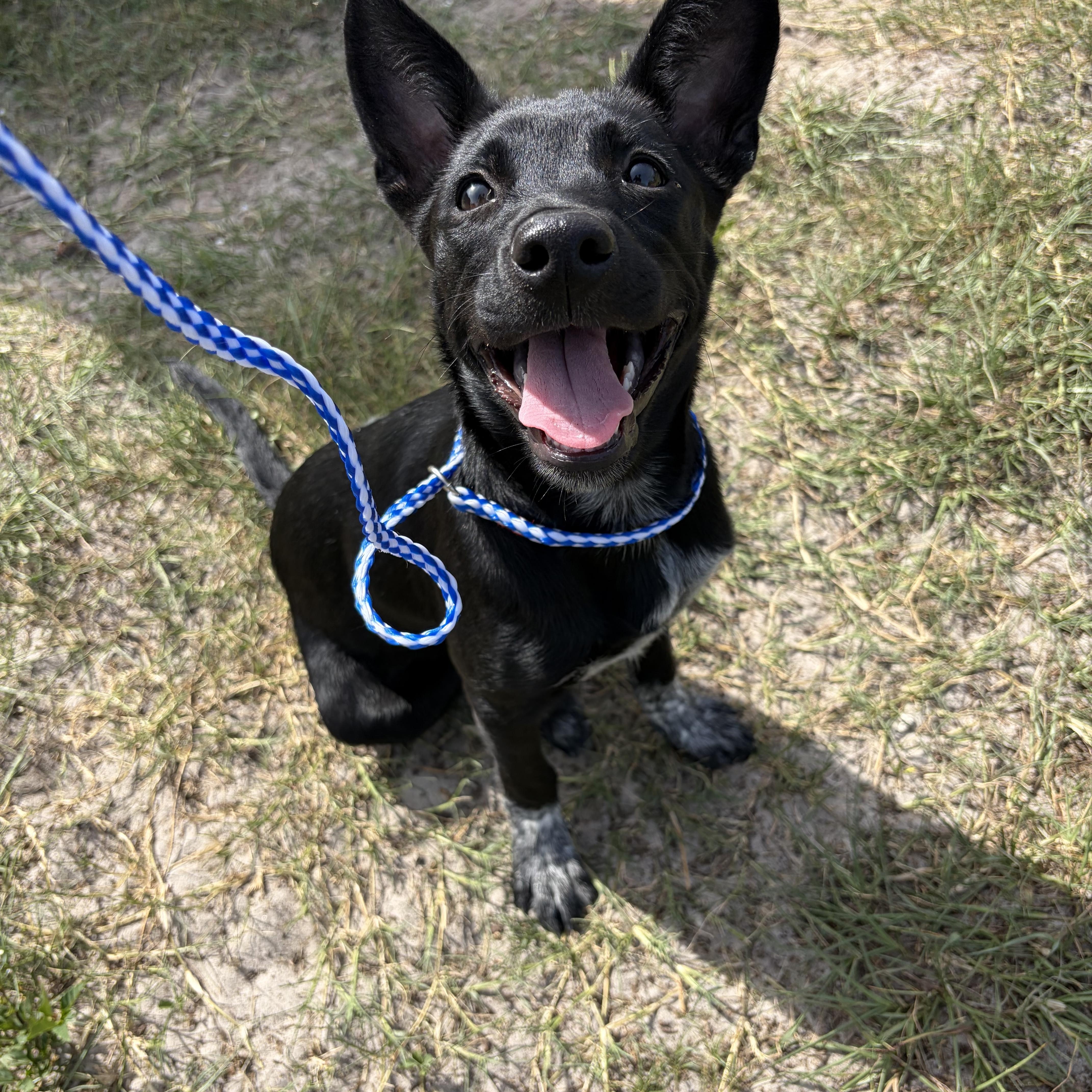 Pip, a ADOPTABLE Australian Cattle Dog / Blue Heeler in Arcadia, FL image 1/4