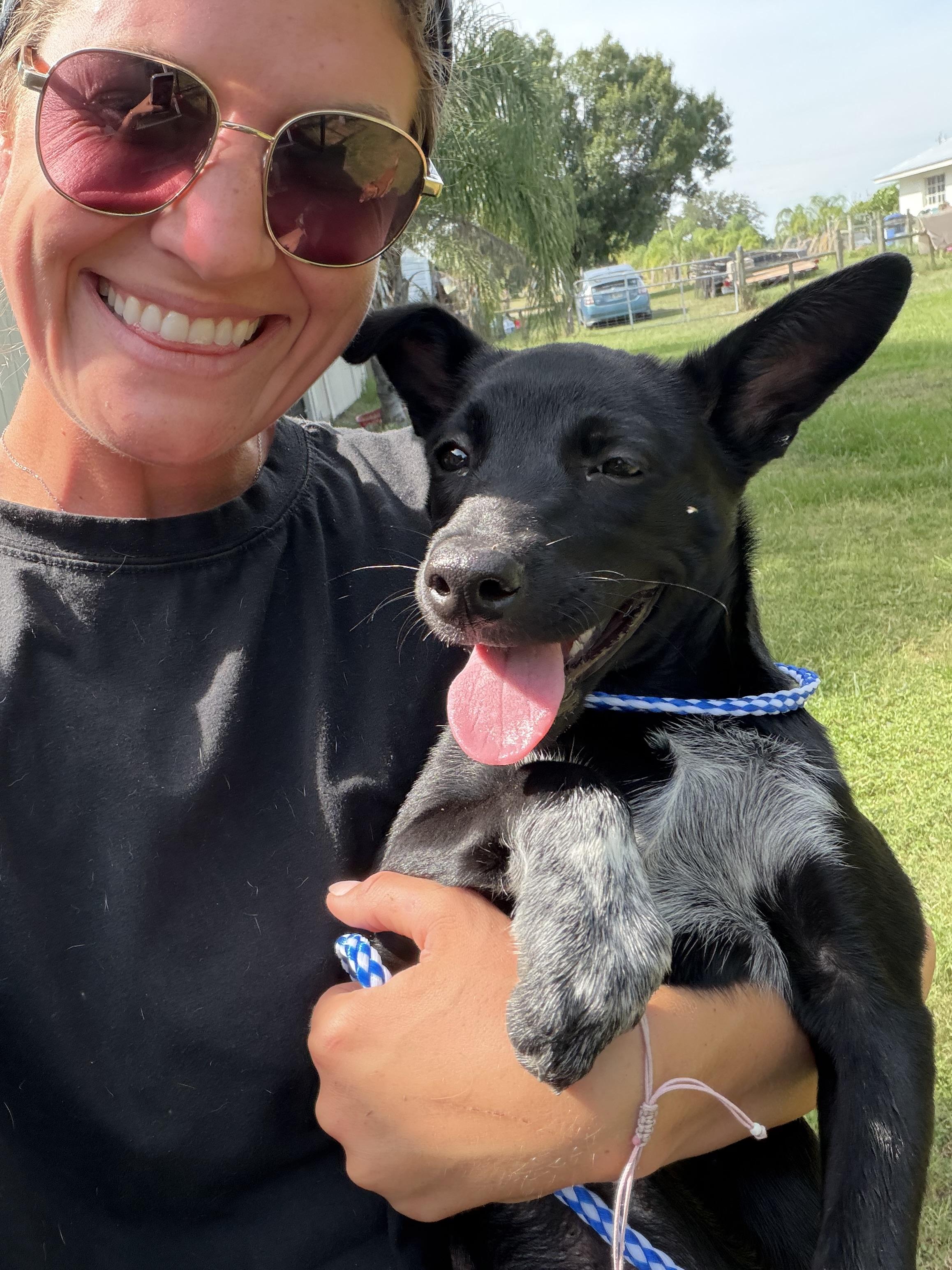 Pip, a ADOPTABLE Australian Cattle Dog / Blue Heeler in Arcadia, FL image 4/4