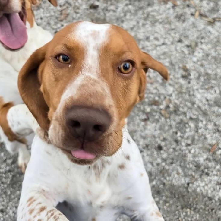 Walnut — thumbnail 2