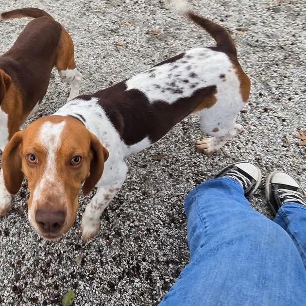 Walnut — thumbnail 3