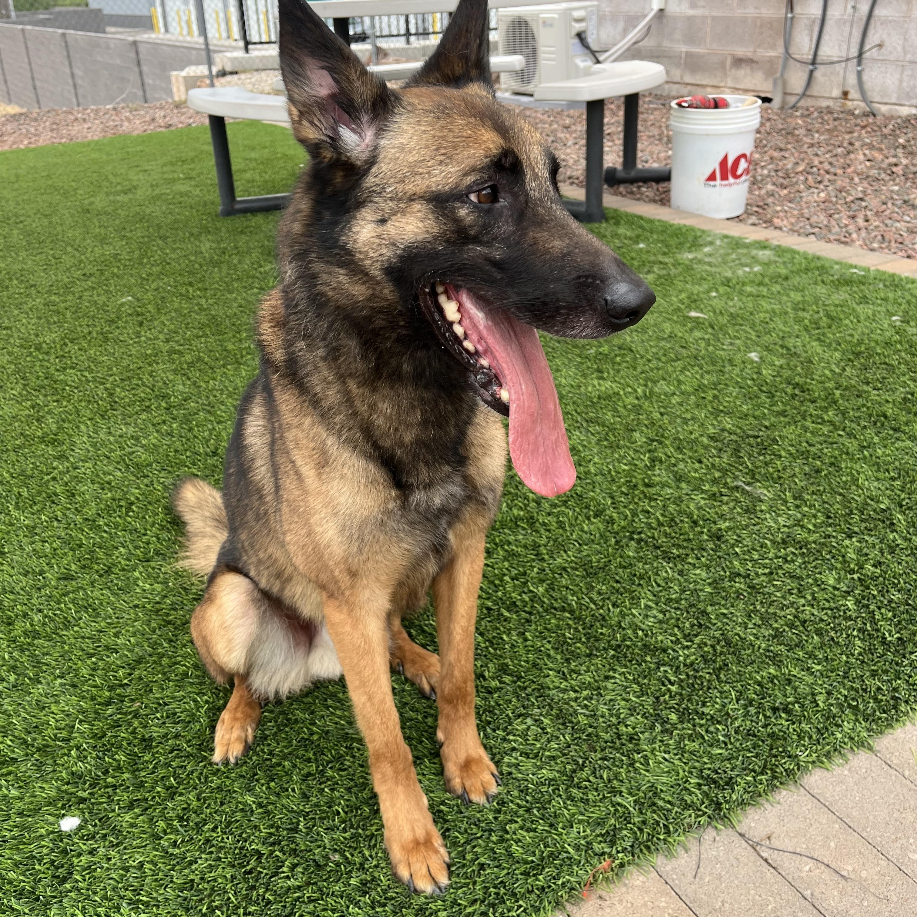 Judge, Adoptable, Adult Male Belgian Shepherd / Malinois & German Shepherd Dog.