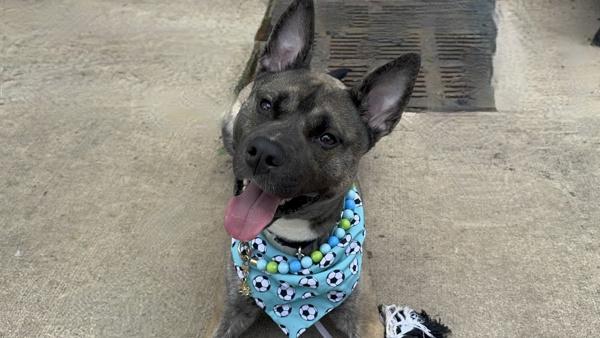 Aries, Adoptable, Young Male Mixed Breed.