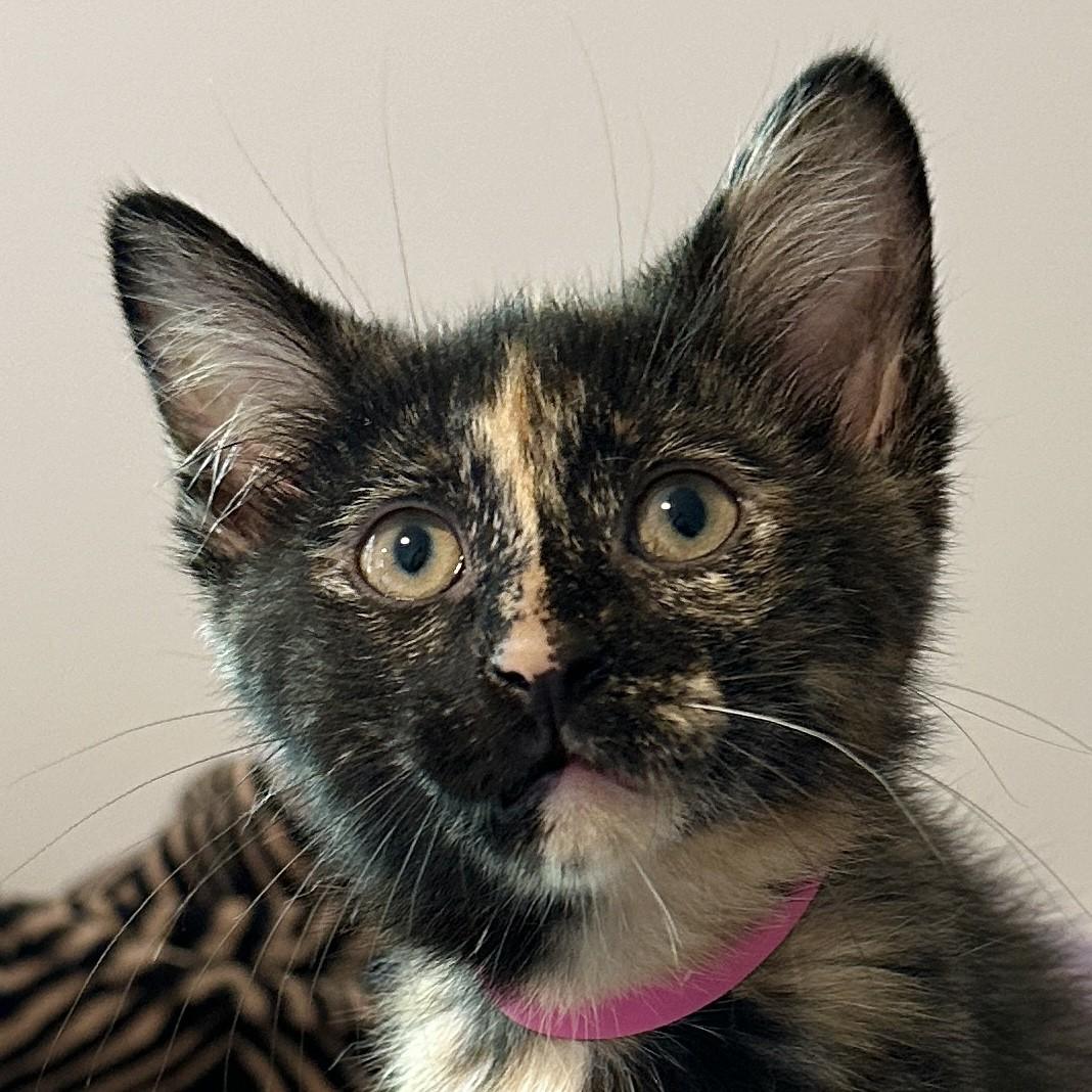 Pecan, Baby Female Domestic Short Hair