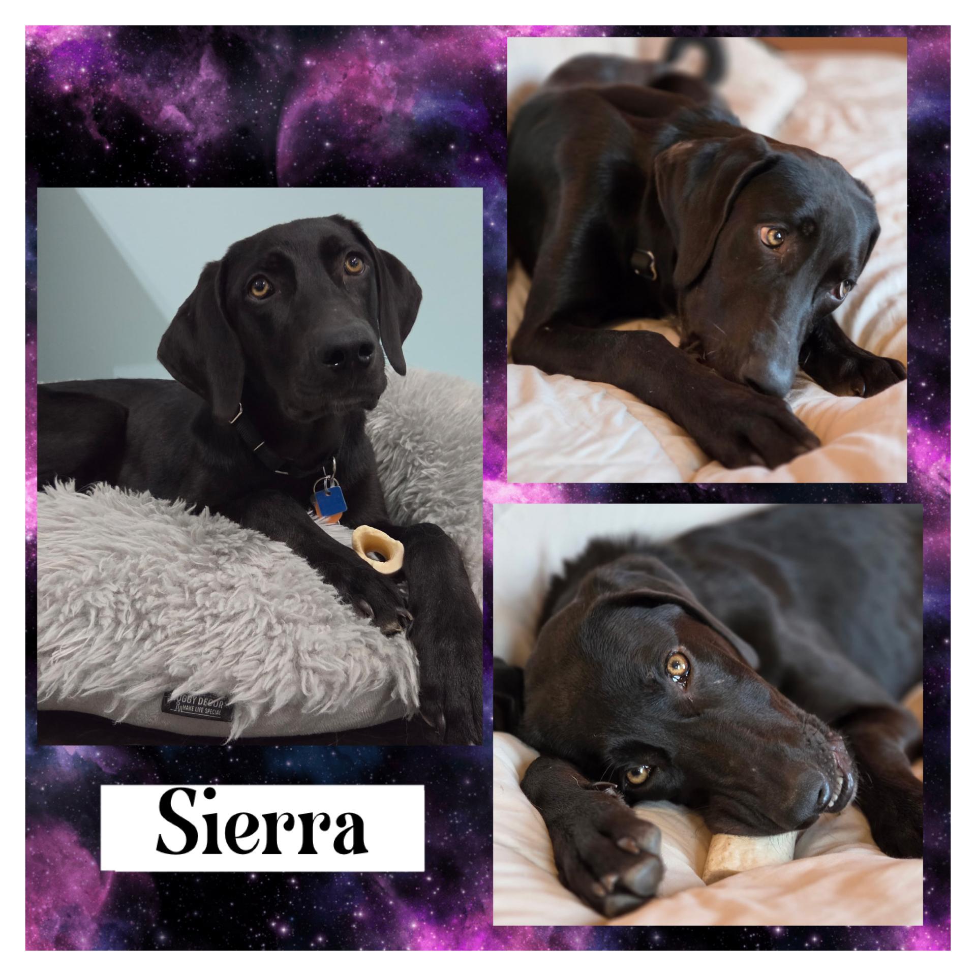 Sierra, a ADOPTABLE mixed breed in St. Louis, MO image 4/4