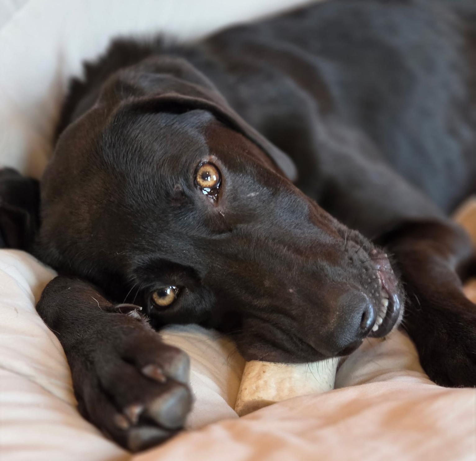 Sierra, a ADOPTABLE mixed breed in St. Louis, MO image 3/4