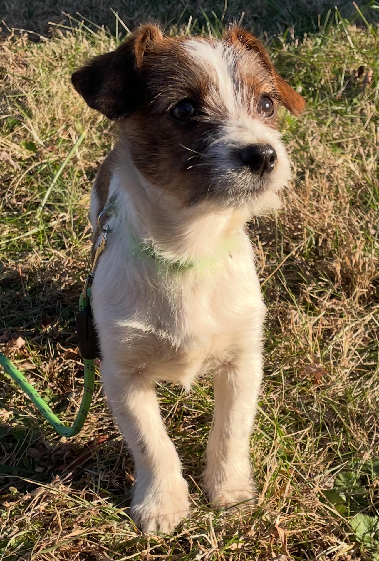 Reece, adopted, Puppy Male Jack Russell Terrier.