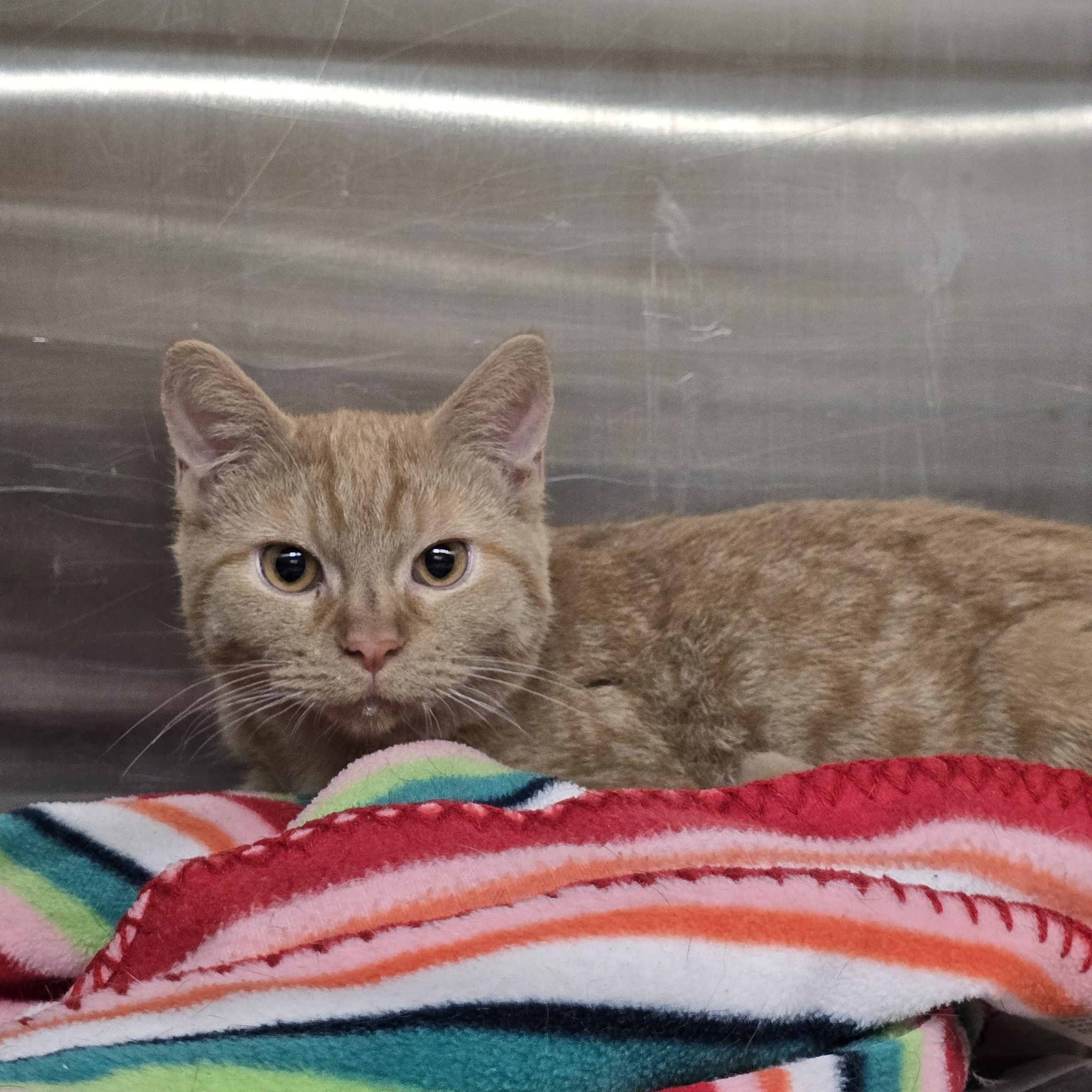 Enlarge Dom, a Adoptable Domestic Short Hair in Edison, NJ image 1/1