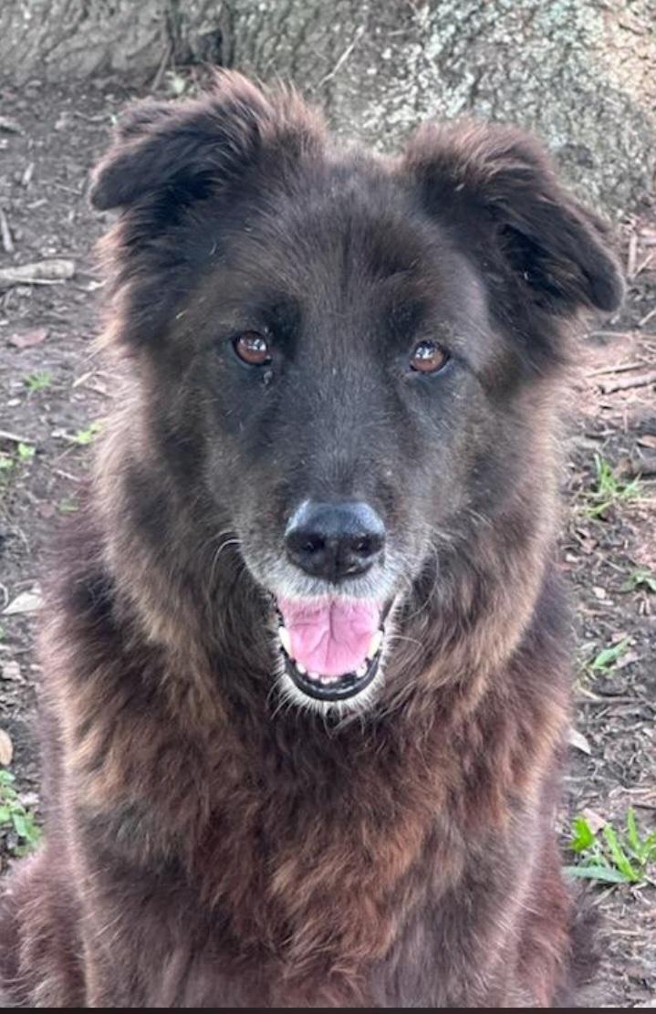 Enlarge Raven, an adopted mixed breed in Berlin, CT image 2/5