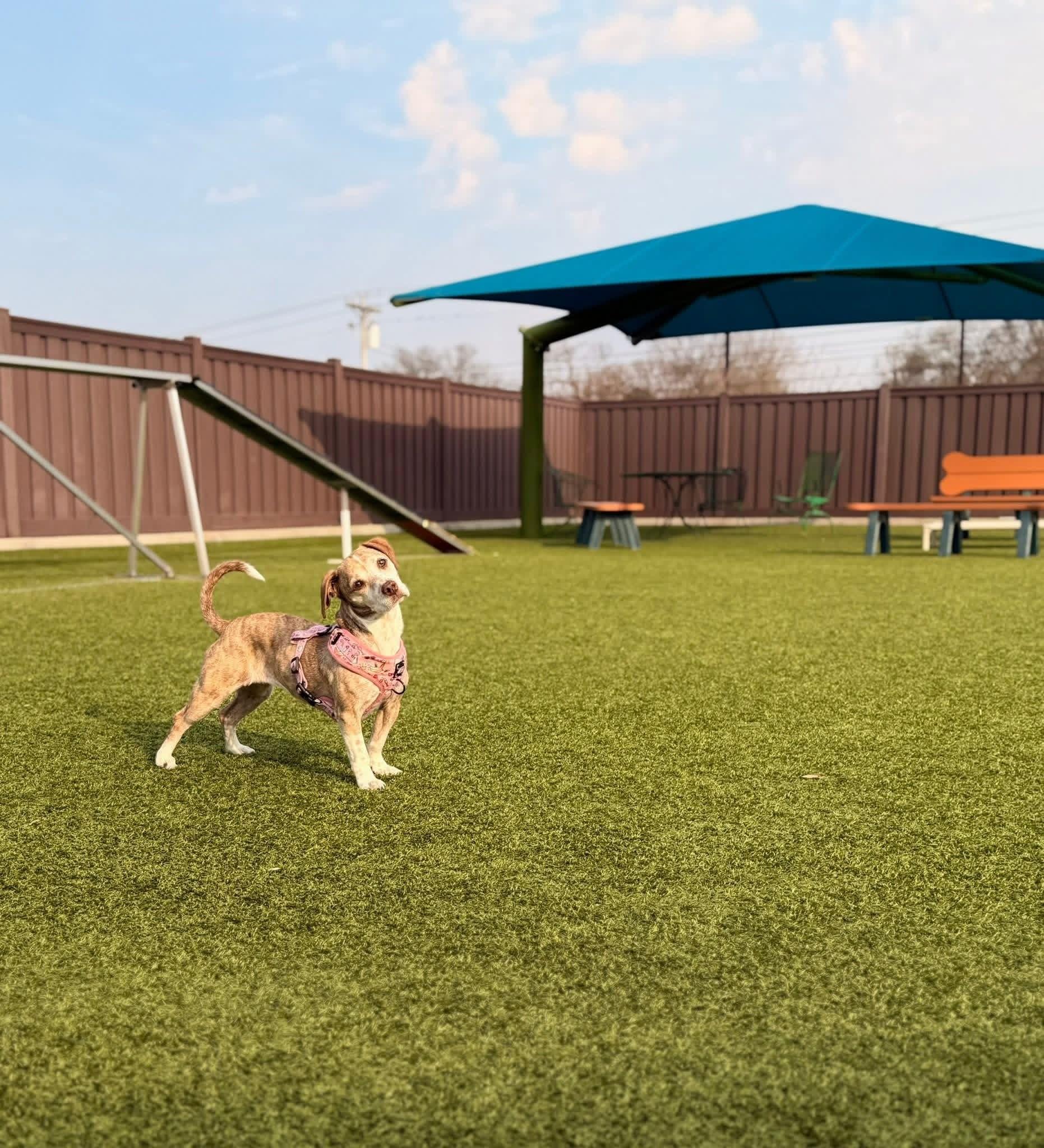 Diamond, an adopted Mixed Breed in Mount Juliet, TN image 2/2