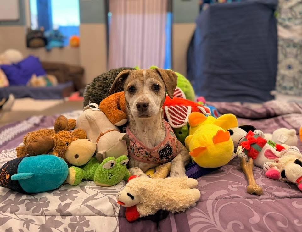 Diamond, adopted, Senior Female Mixed Breed.