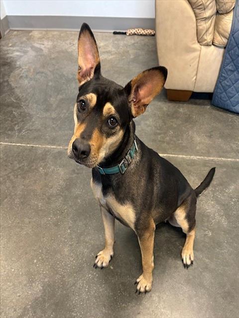 BABY GIRL, Adoptable, Adult Female Labrador Retriever & Mixed Breed.