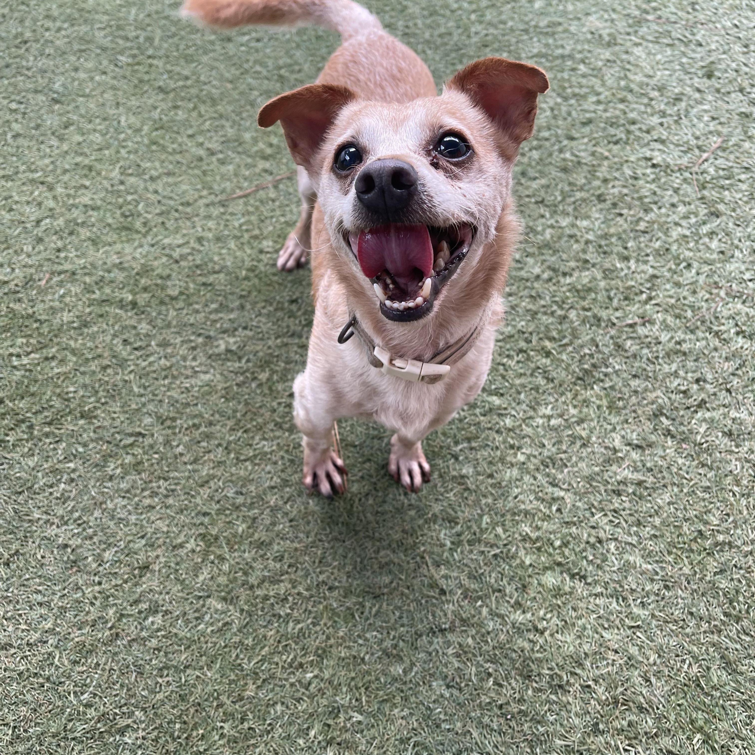 Enlarge Rex, a Adoptable Chihuahua in Baton Rouge, LA image 4/5