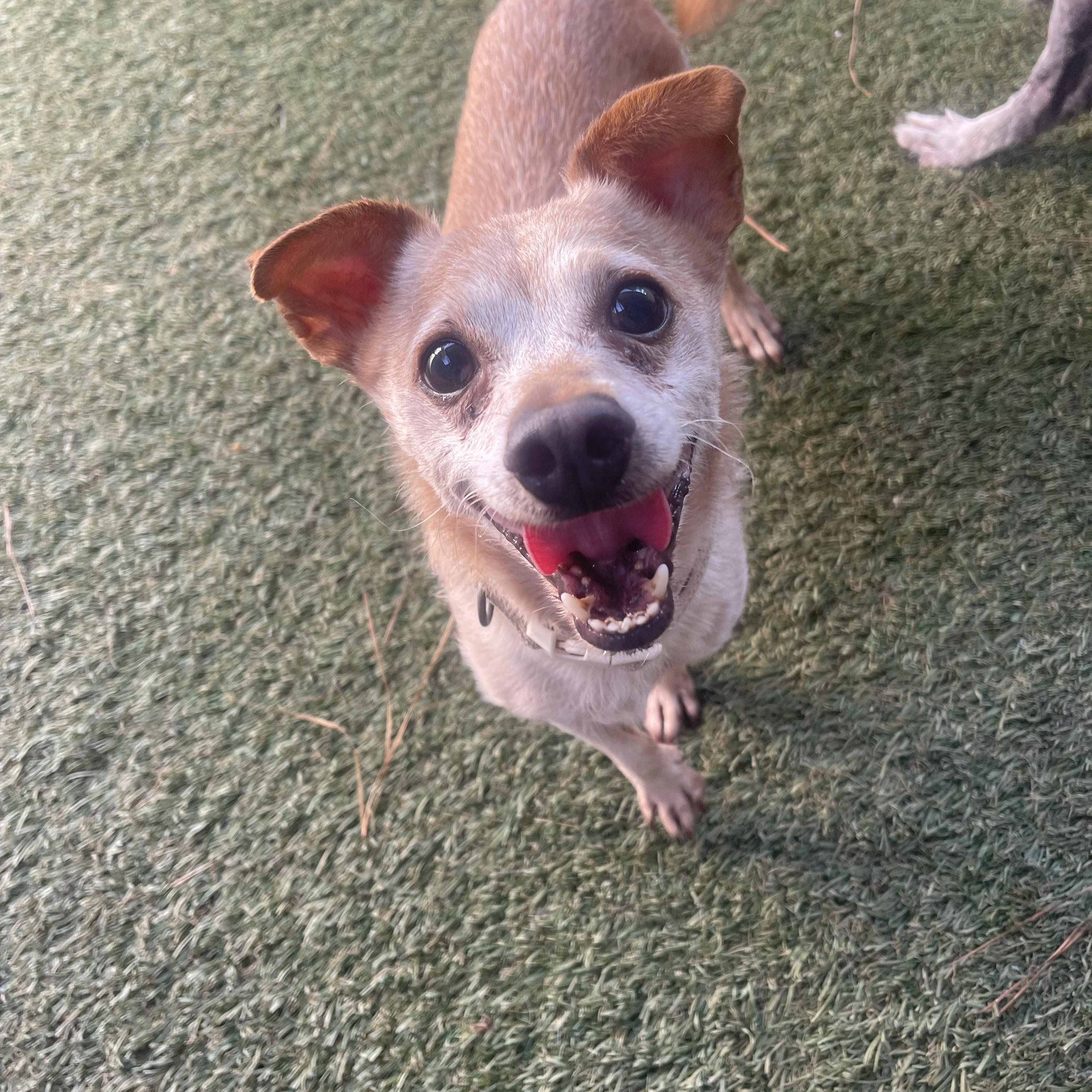 Rex, Adoptable, Senior Male Chihuahua.