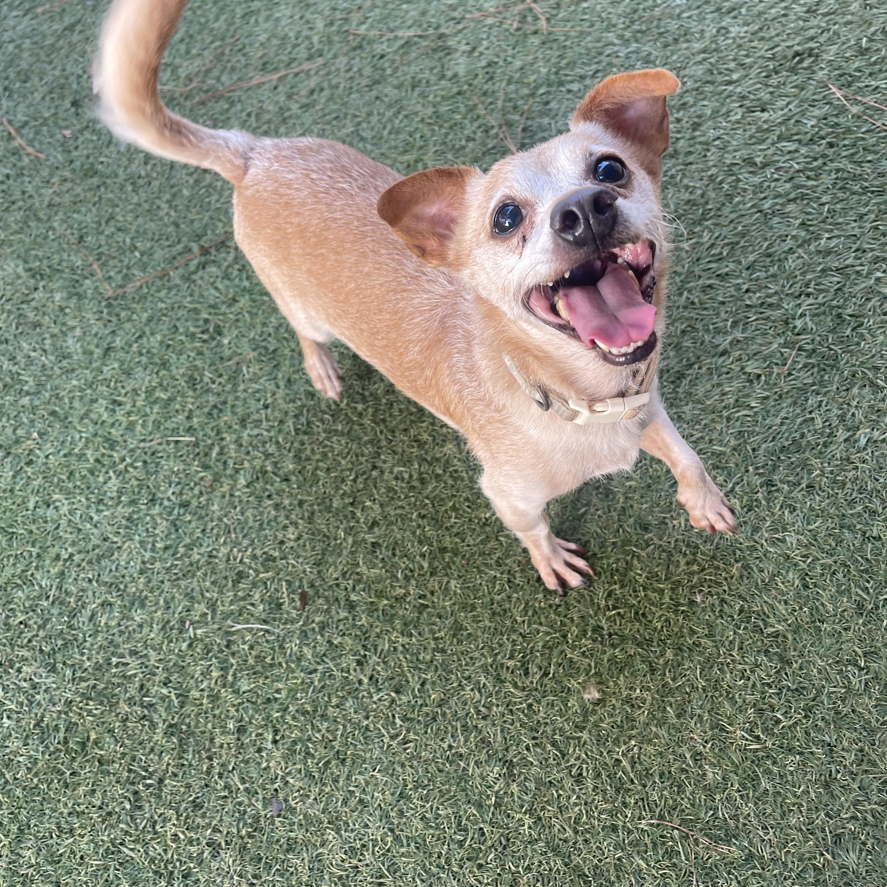 Enlarge Rex, a Adoptable Chihuahua in Baton Rouge, LA image 2/5