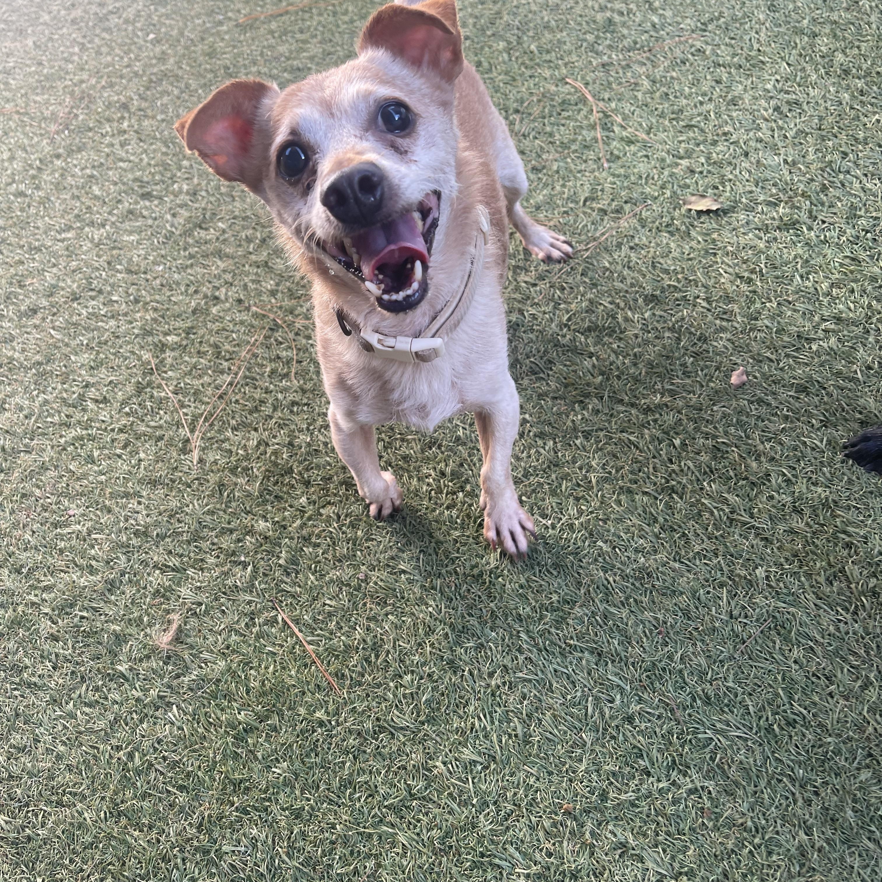 Enlarge Rex, a Adoptable Chihuahua in Baton Rouge, LA image 3/5