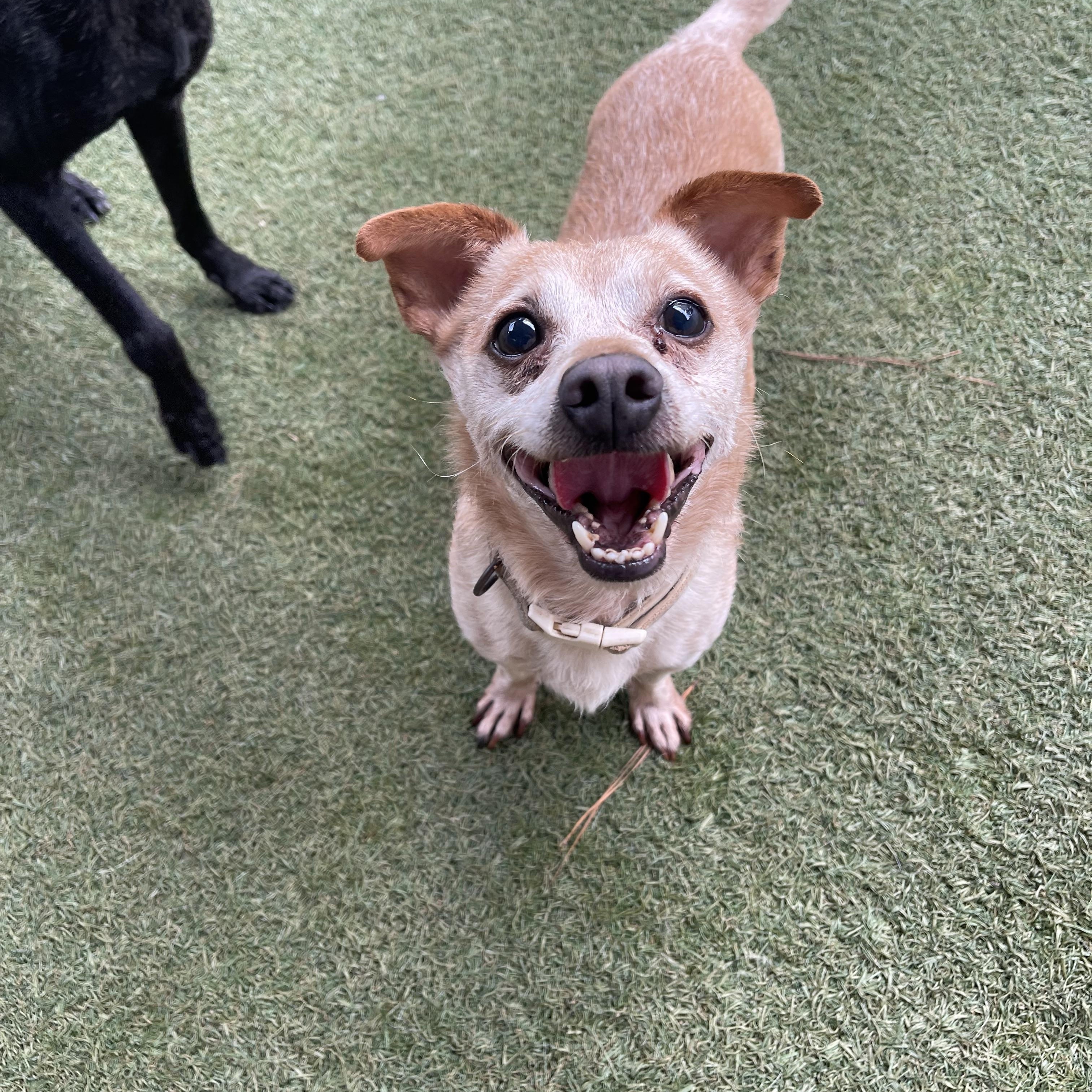 Enlarge Rex, a Adoptable Chihuahua in Baton Rouge, LA image 5/5