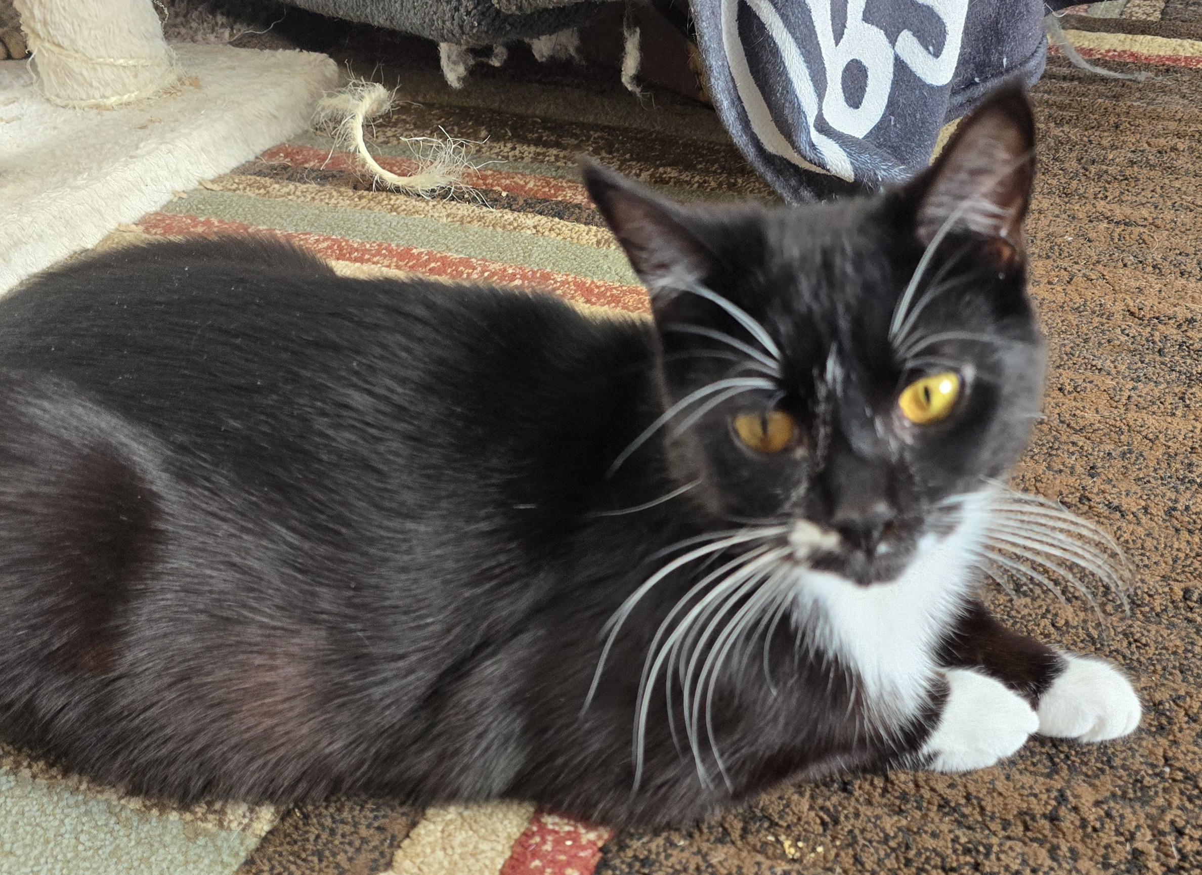 Tux, an adoptable Domestic Short Hair in Carthage, NY, 13619 | Photo Image 2