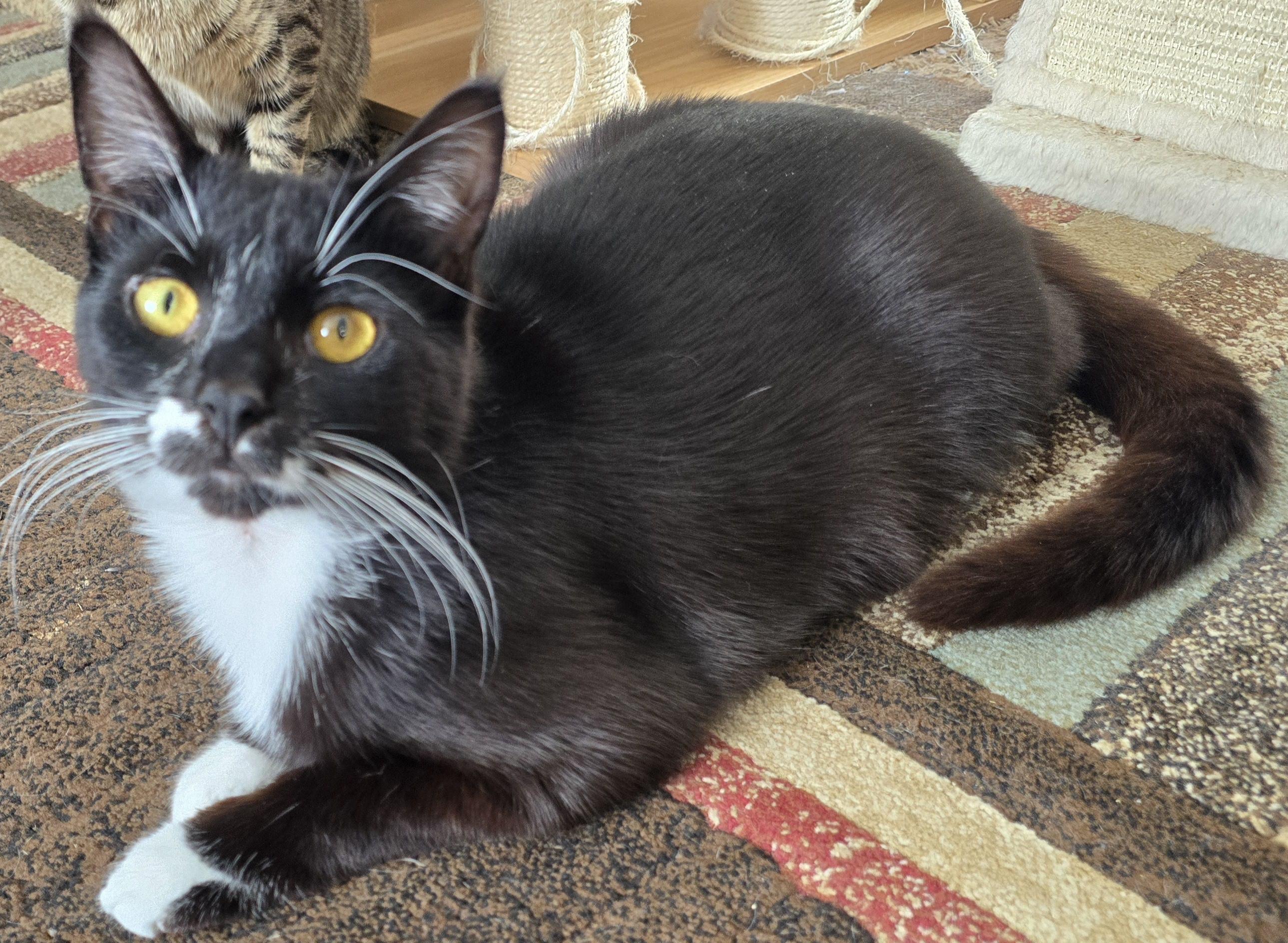 Tux, an adoptable Domestic Short Hair in Carthage, NY, 13619 | Photo Image 3