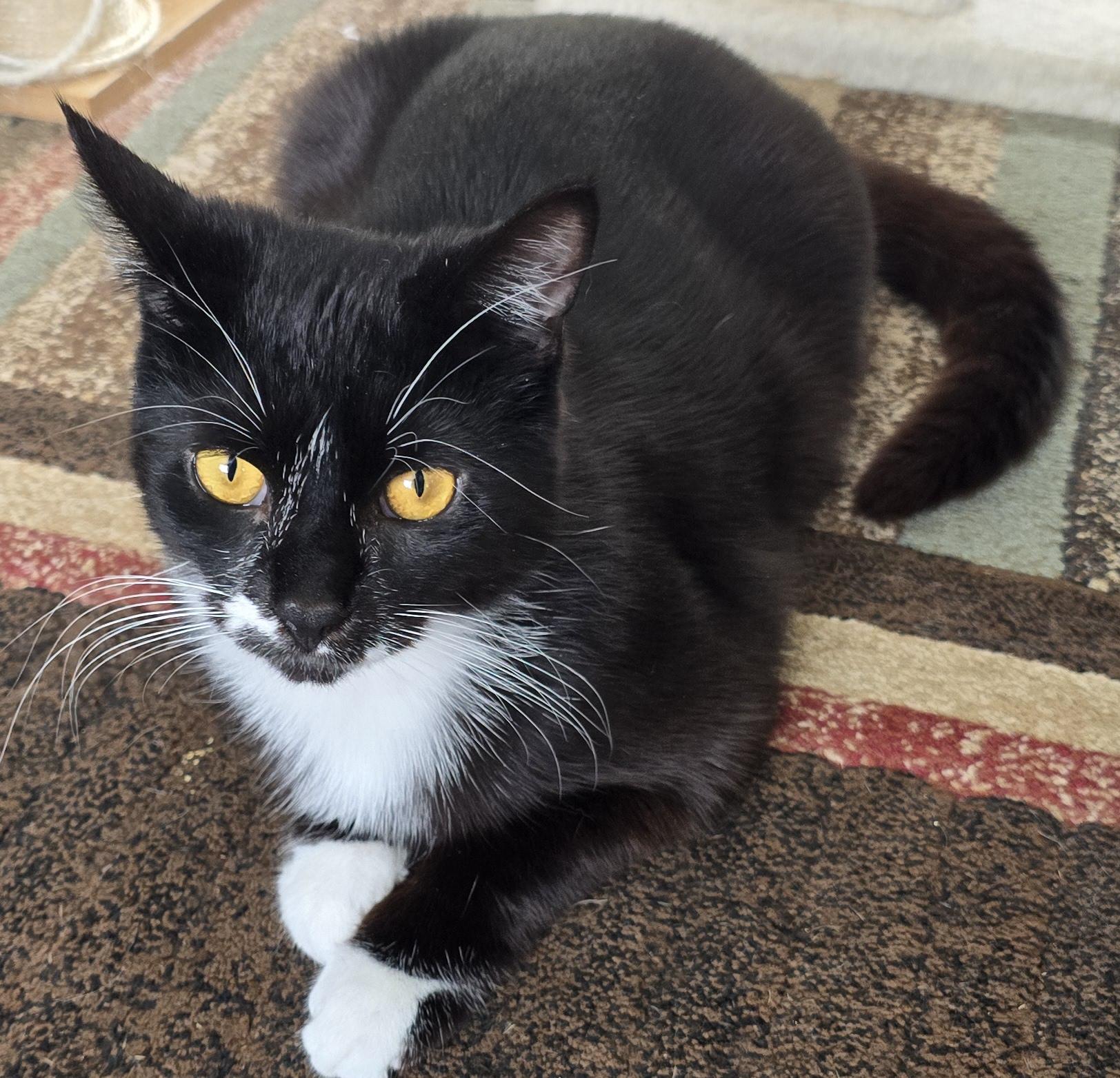 Tux, an adoptable Domestic Short Hair in Carthage, NY, 13619 | Photo Image 1