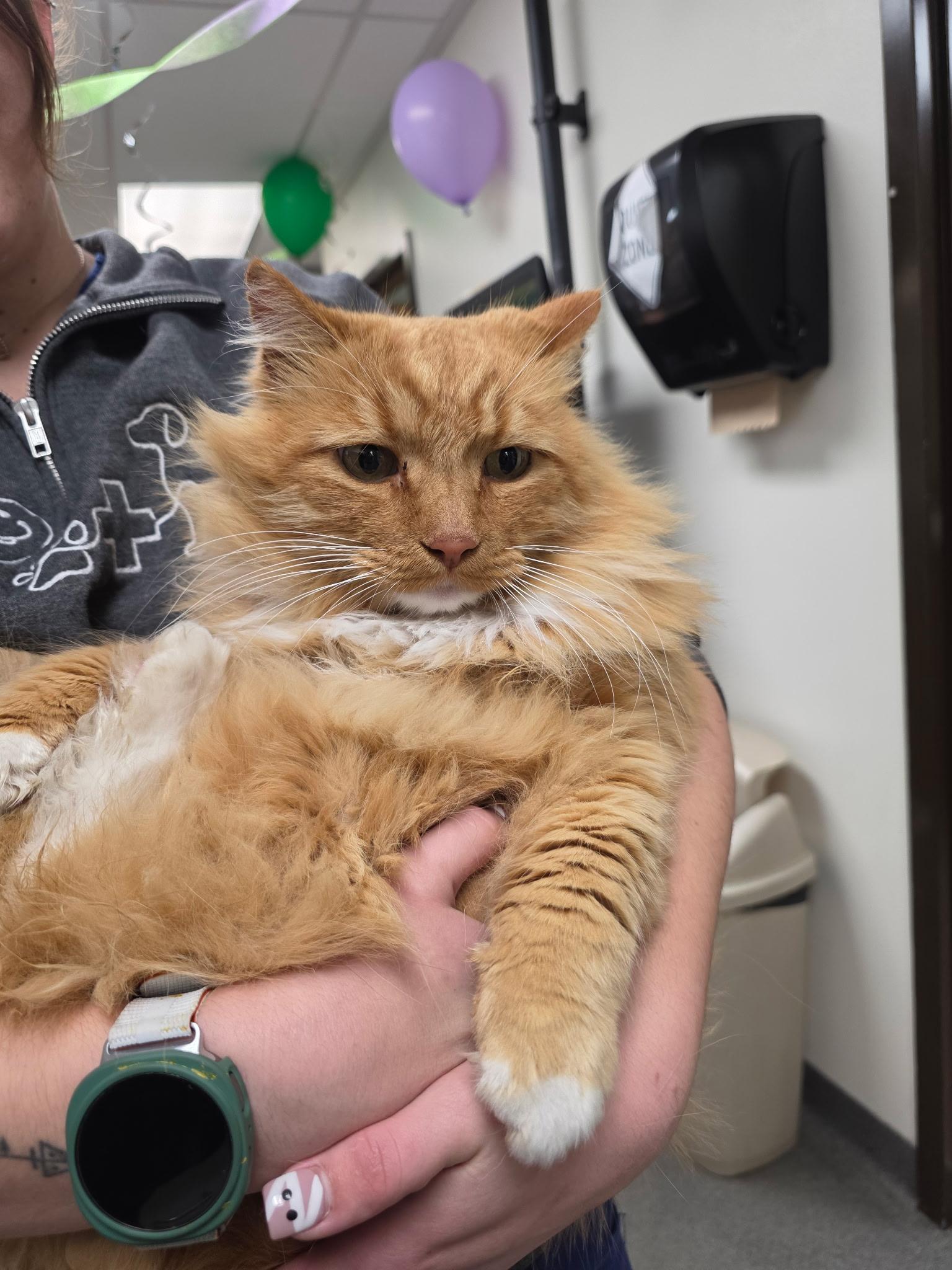 61978354, Adoptable, Adult Female Domestic Long Hair.