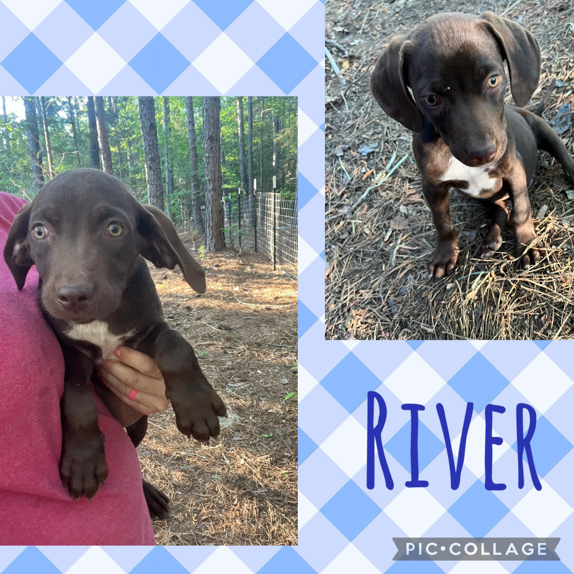 River, an adopted mixed breed in Rock Hill, SC image 2/5