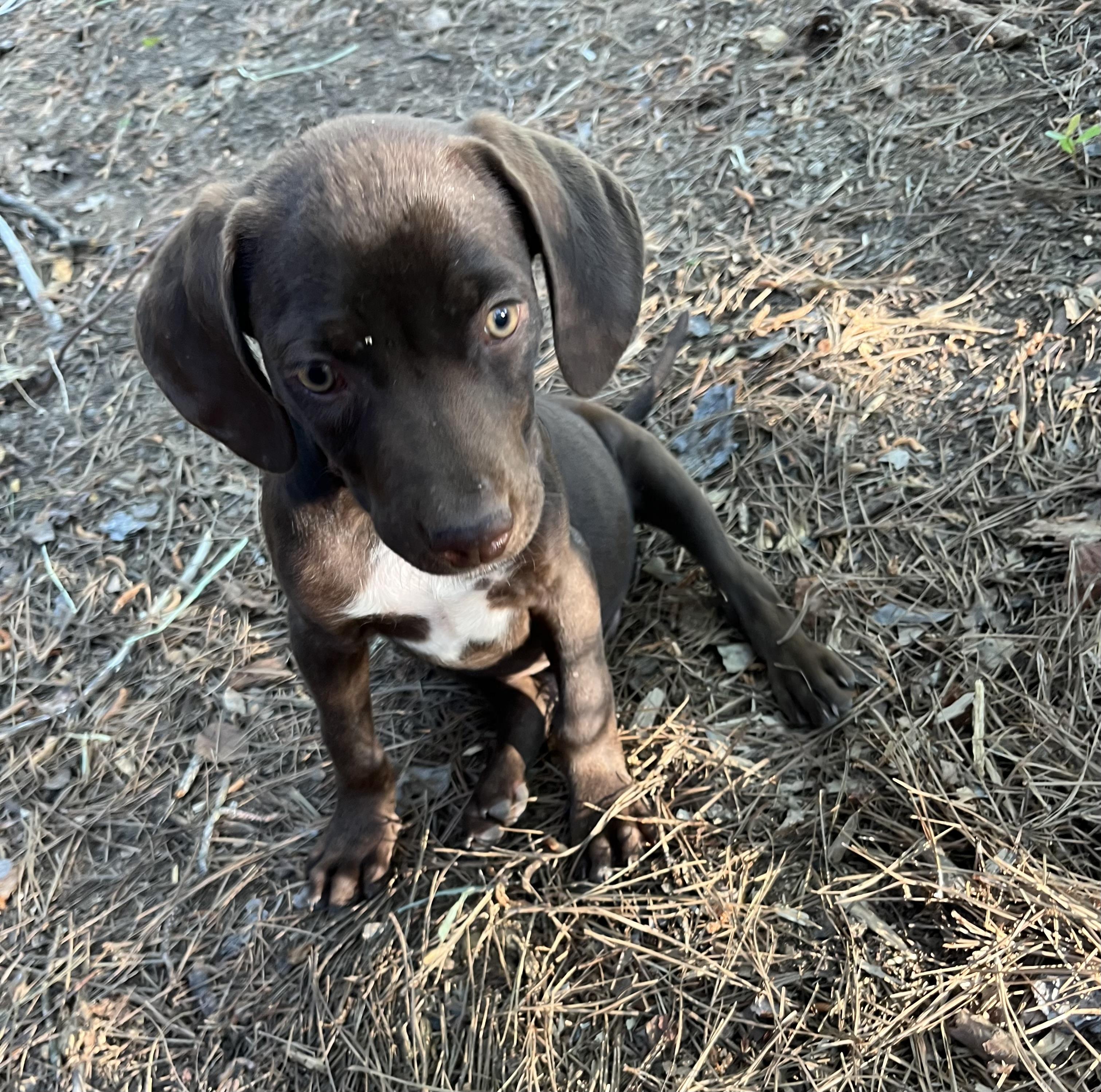 River, adopted, Puppy Male German Shorthaired Pointer & Labrador Retriever.