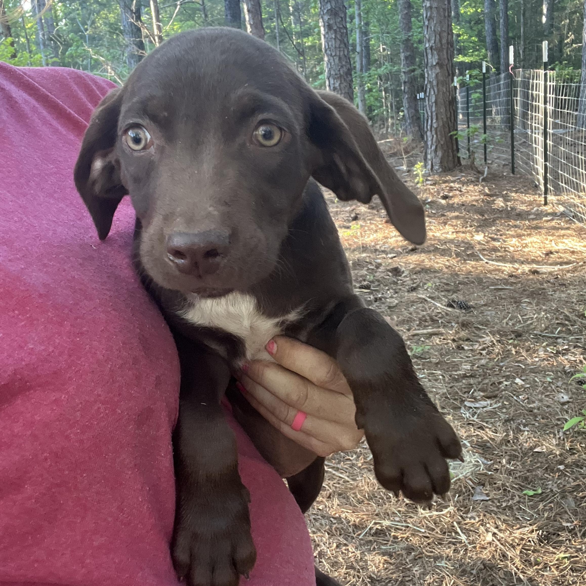 River, an adopted mixed breed in Rock Hill, SC image 5/5