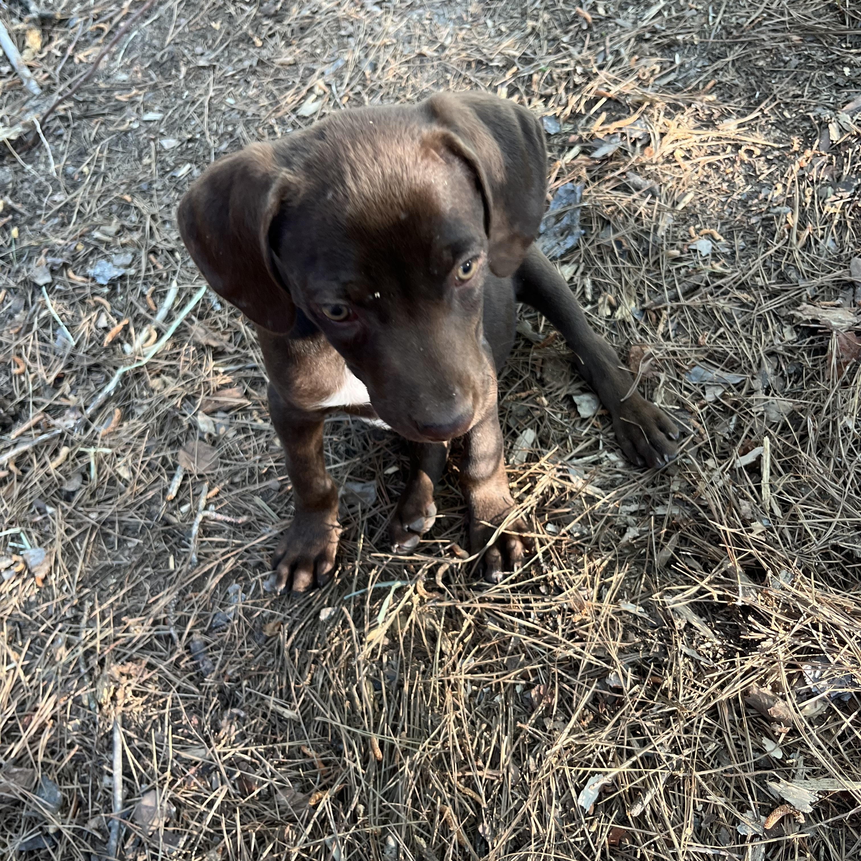 River, an adopted mixed breed in Rock Hill, SC image 4/5