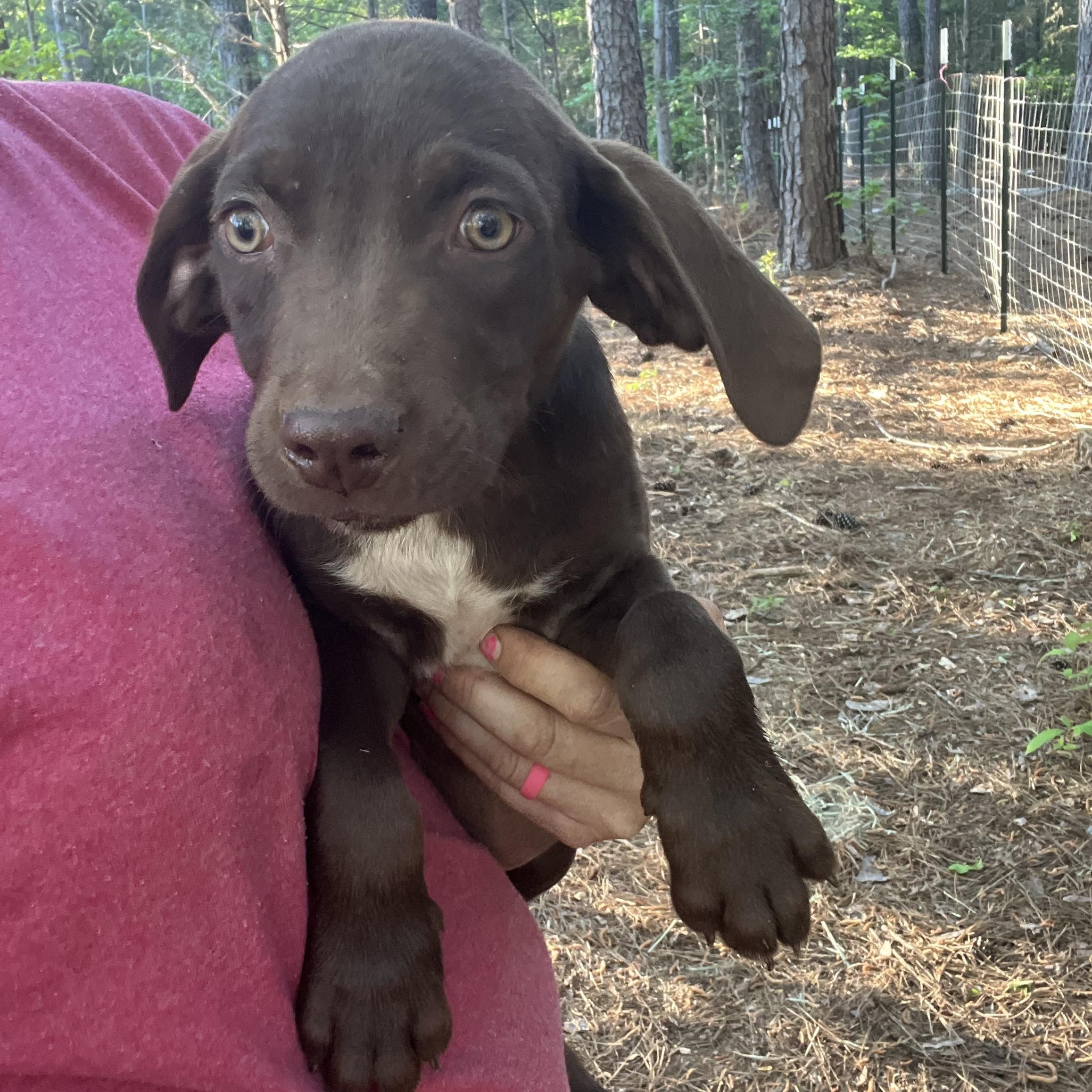 River, an adopted mixed breed in Rock Hill, SC image 3/5