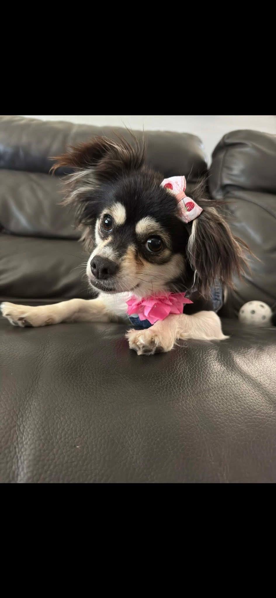 Enlarge Popeye and French Fry, a ADOPTABLE mixed breed in Turlock, CA image 4/4