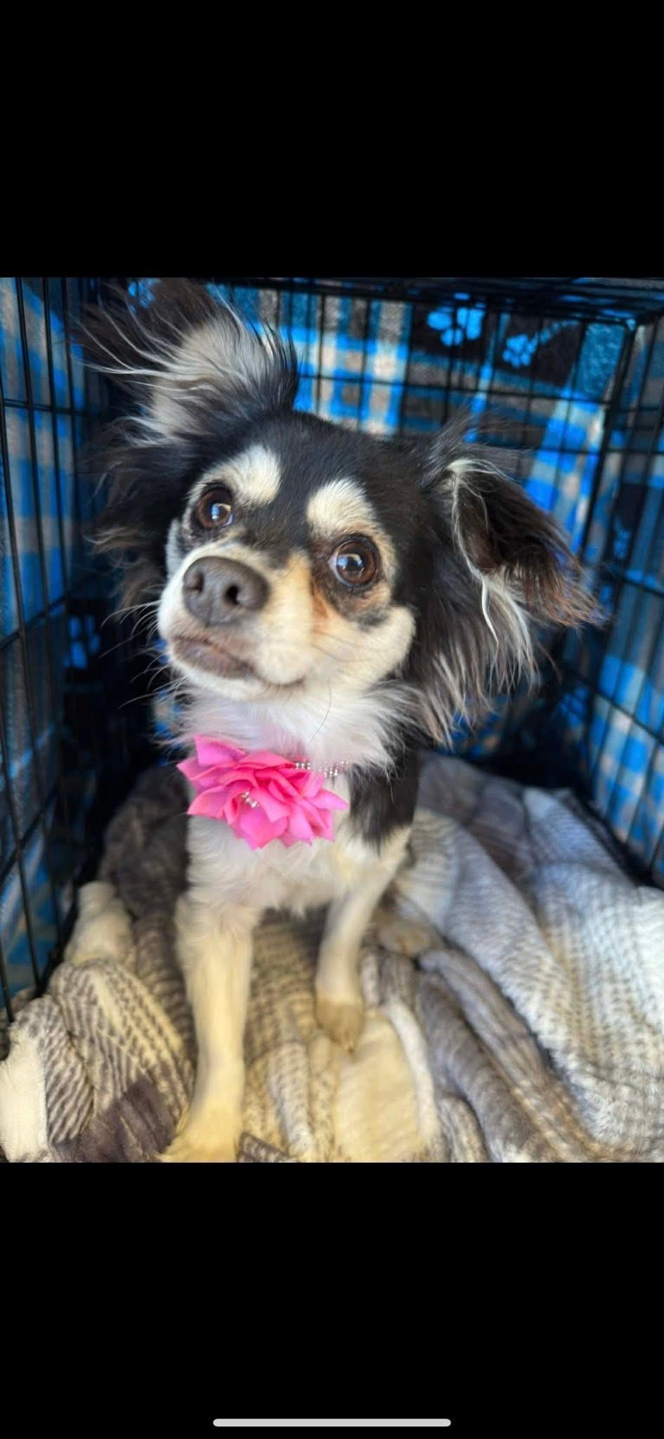 Enlarge Popeye and French Fry, a ADOPTABLE mixed breed in Turlock, CA image 3/4