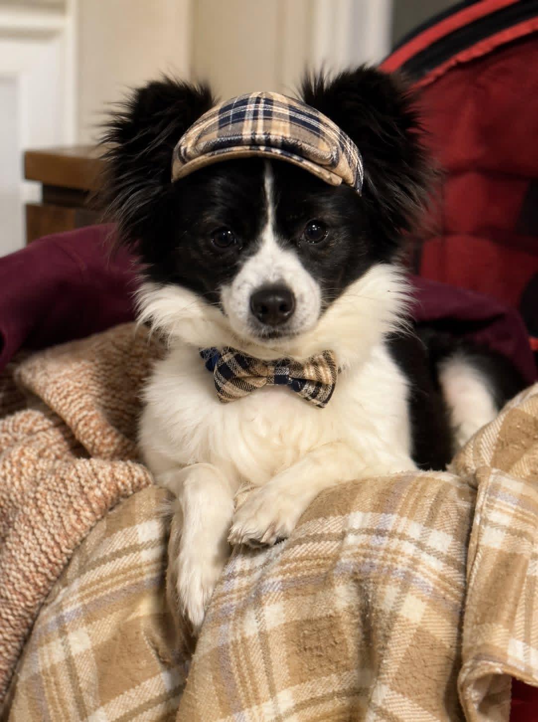 Popeye and French Fry, ADOPTABLE, Adult Female Chihuahua & Papillon.
