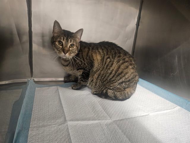 TIFFANY, Adoptable, Adult Female Domestic Short Hair.